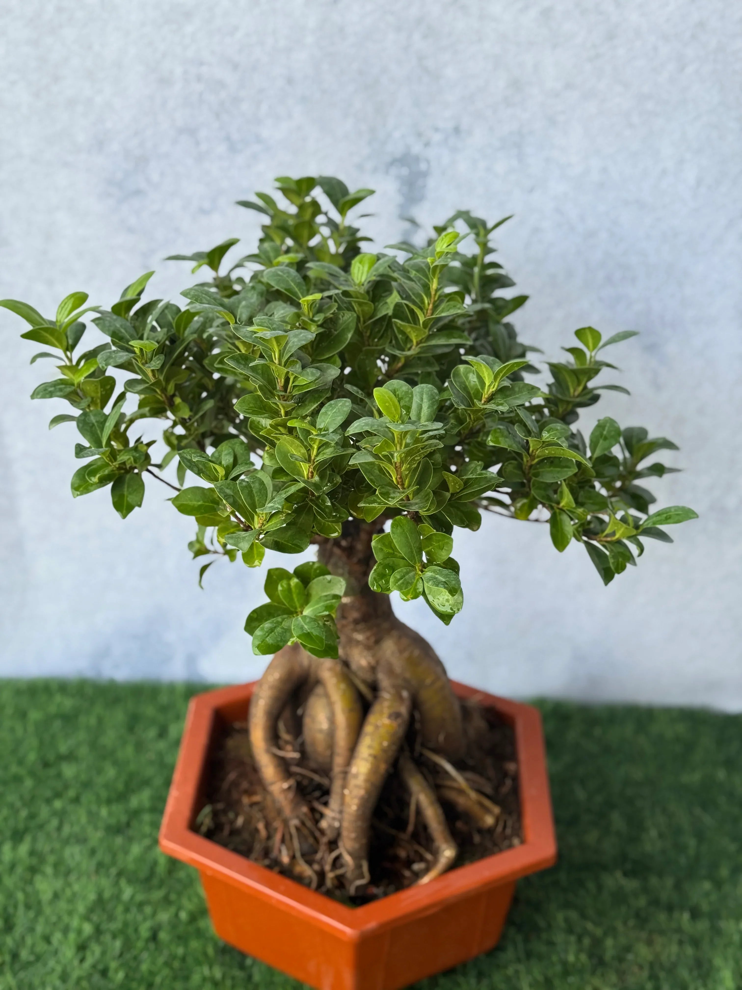 Ficus Ginseng Bonsai