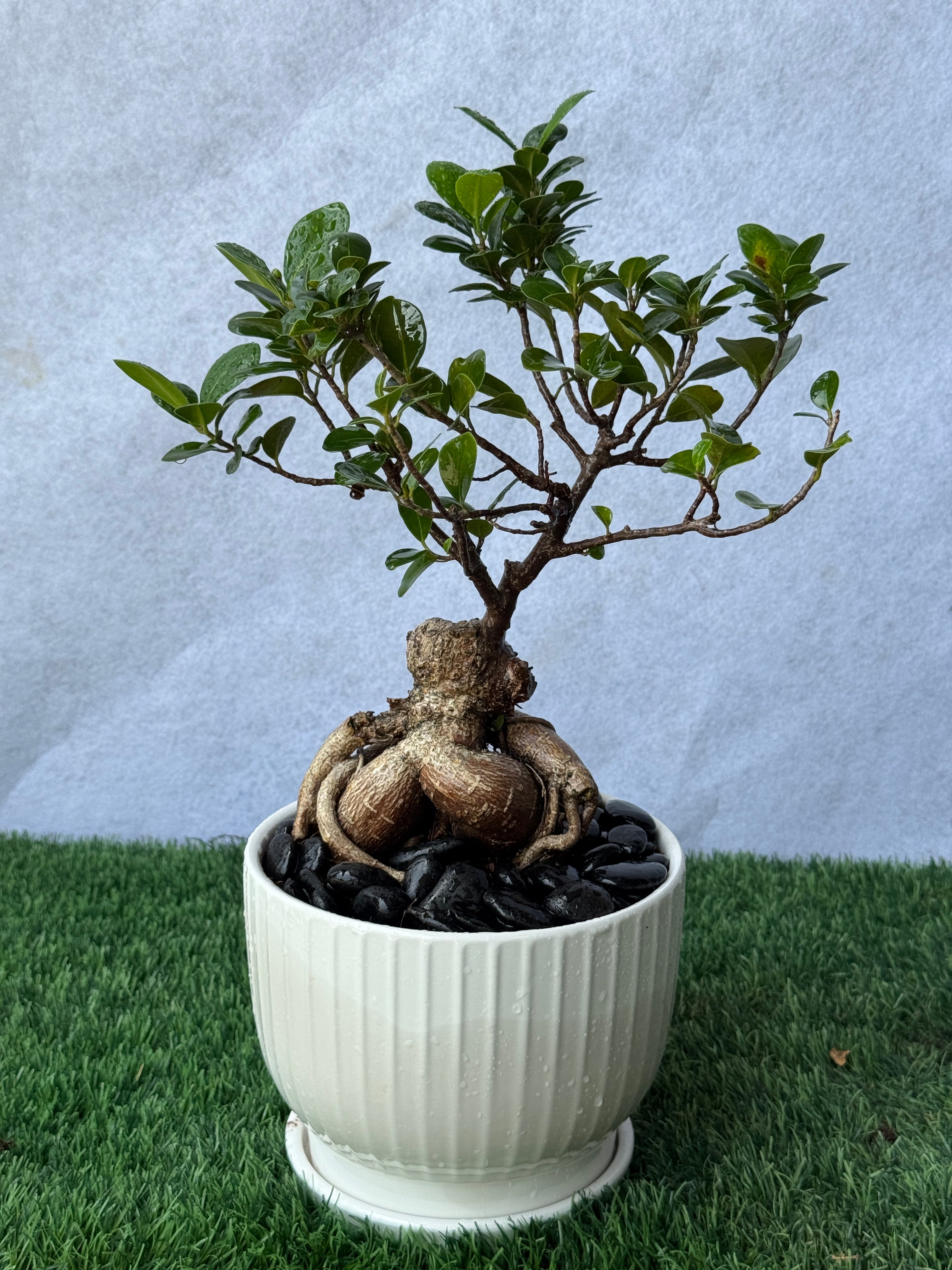 Mini Bonsai - White Ceramic Pot