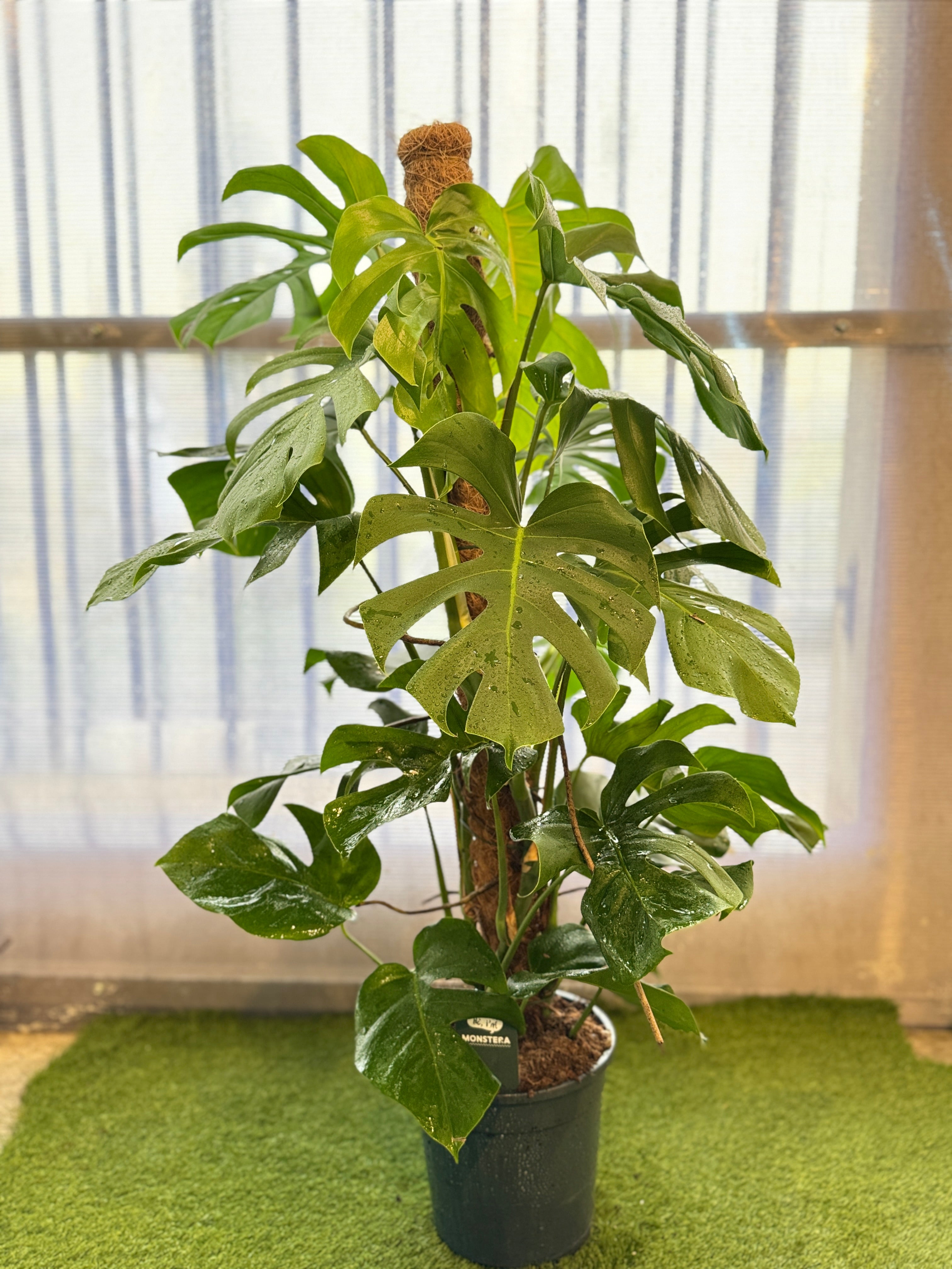 Holland Monstera – Iconic Split-Leaf Plant | Mughel Gardens Dubai