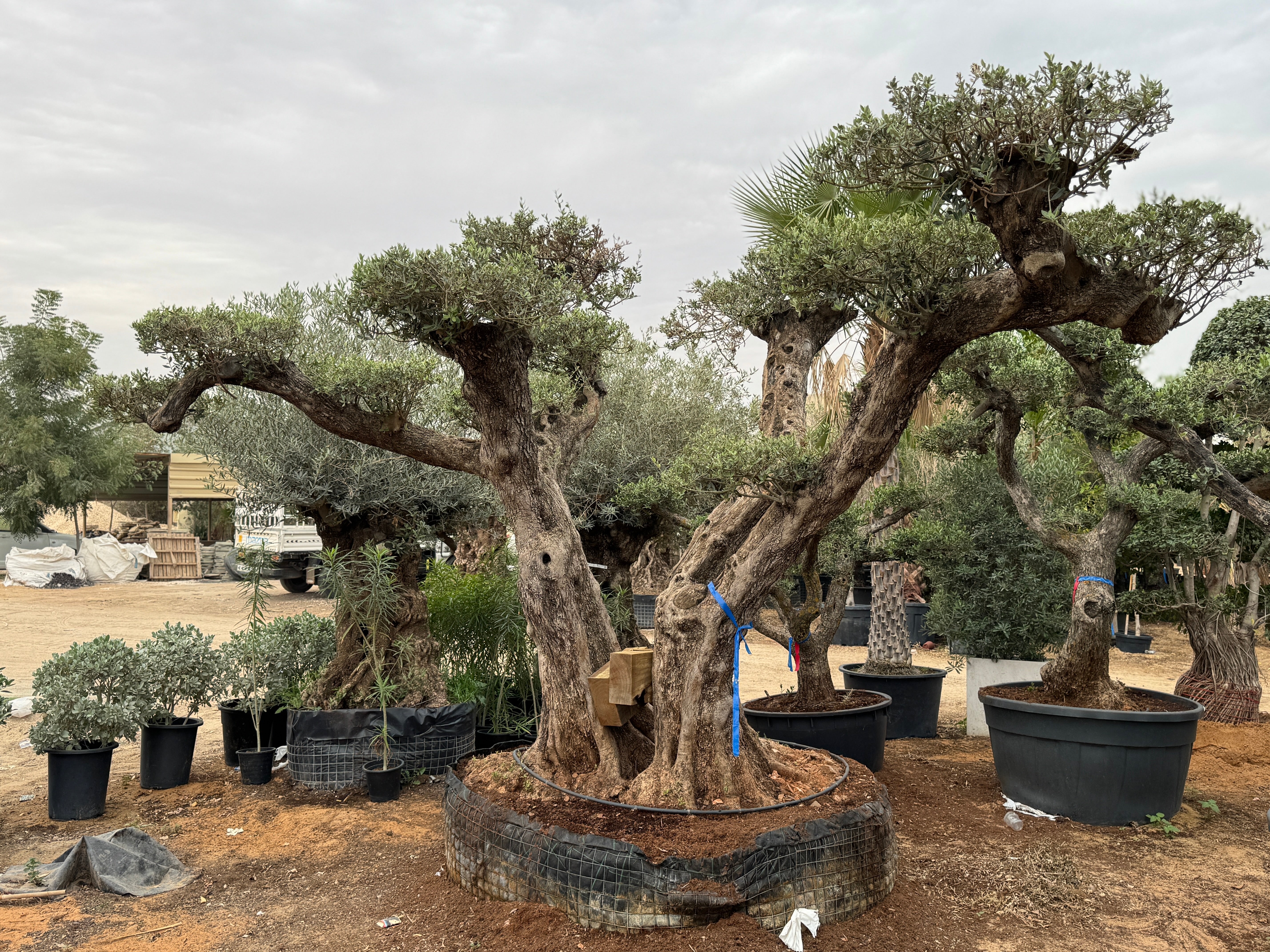 Olive Bonsai 2.5M
