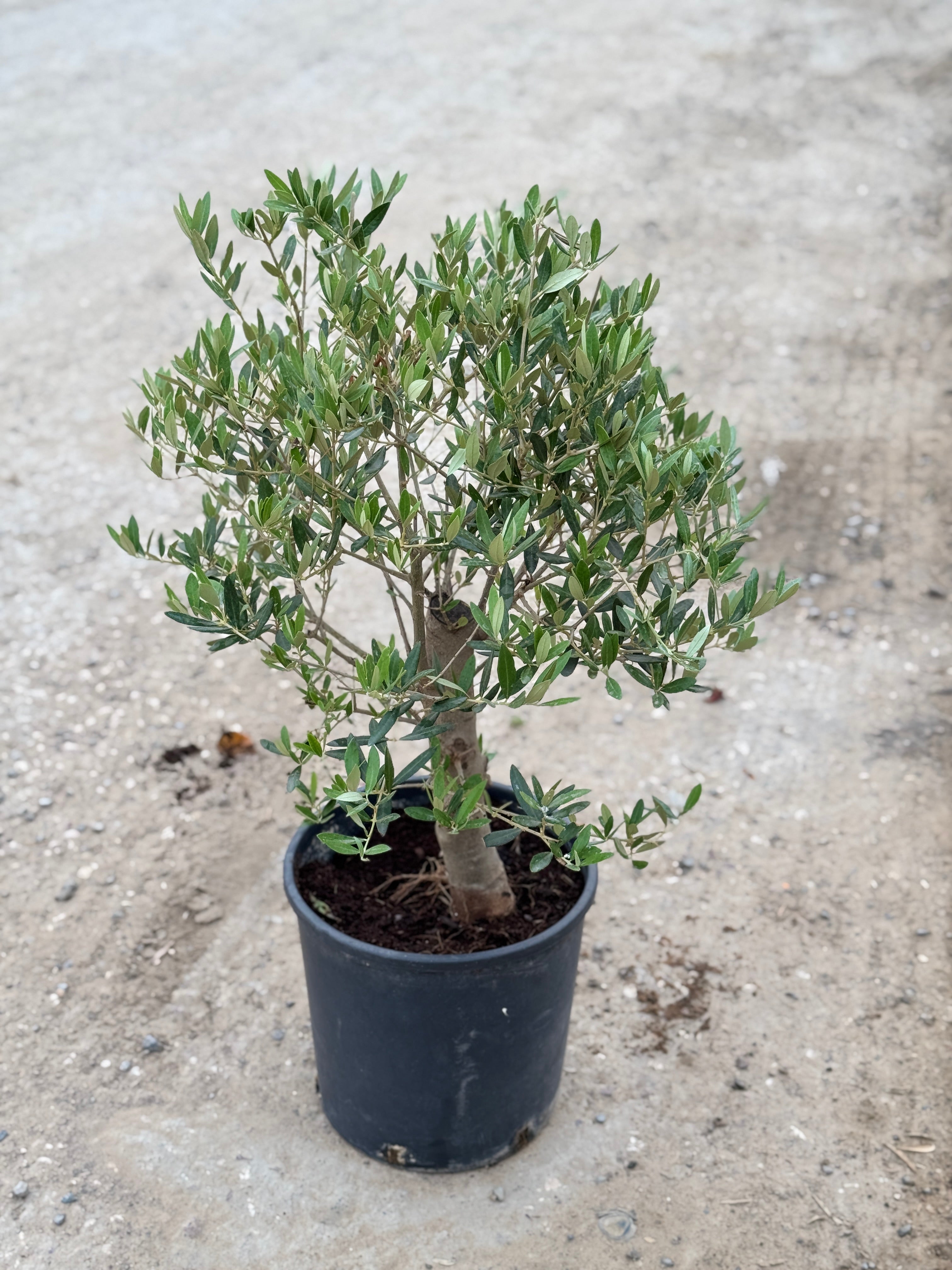 Olive Small