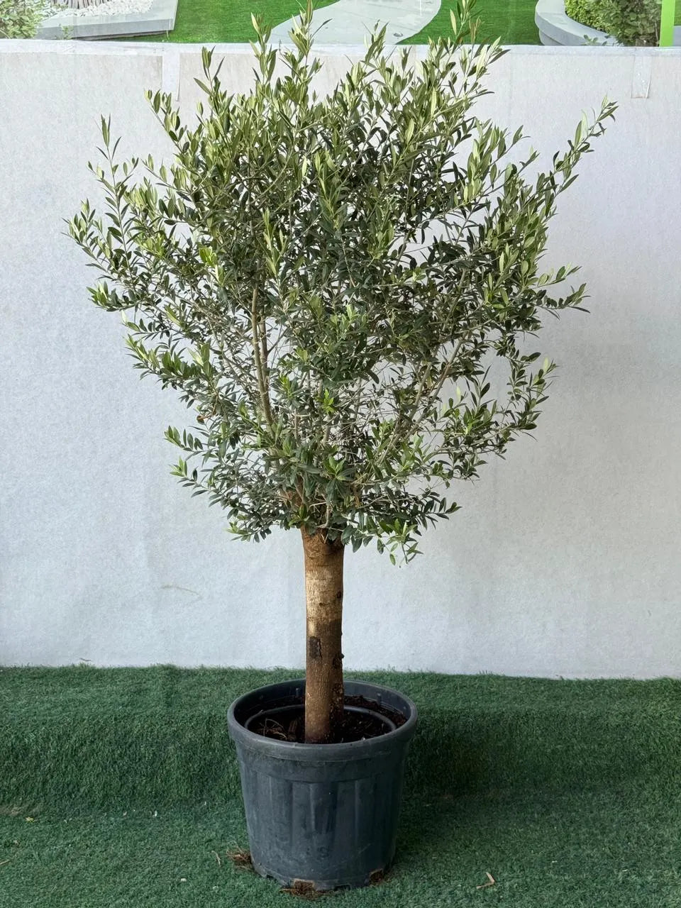 Olive Thick Truck - Bushy