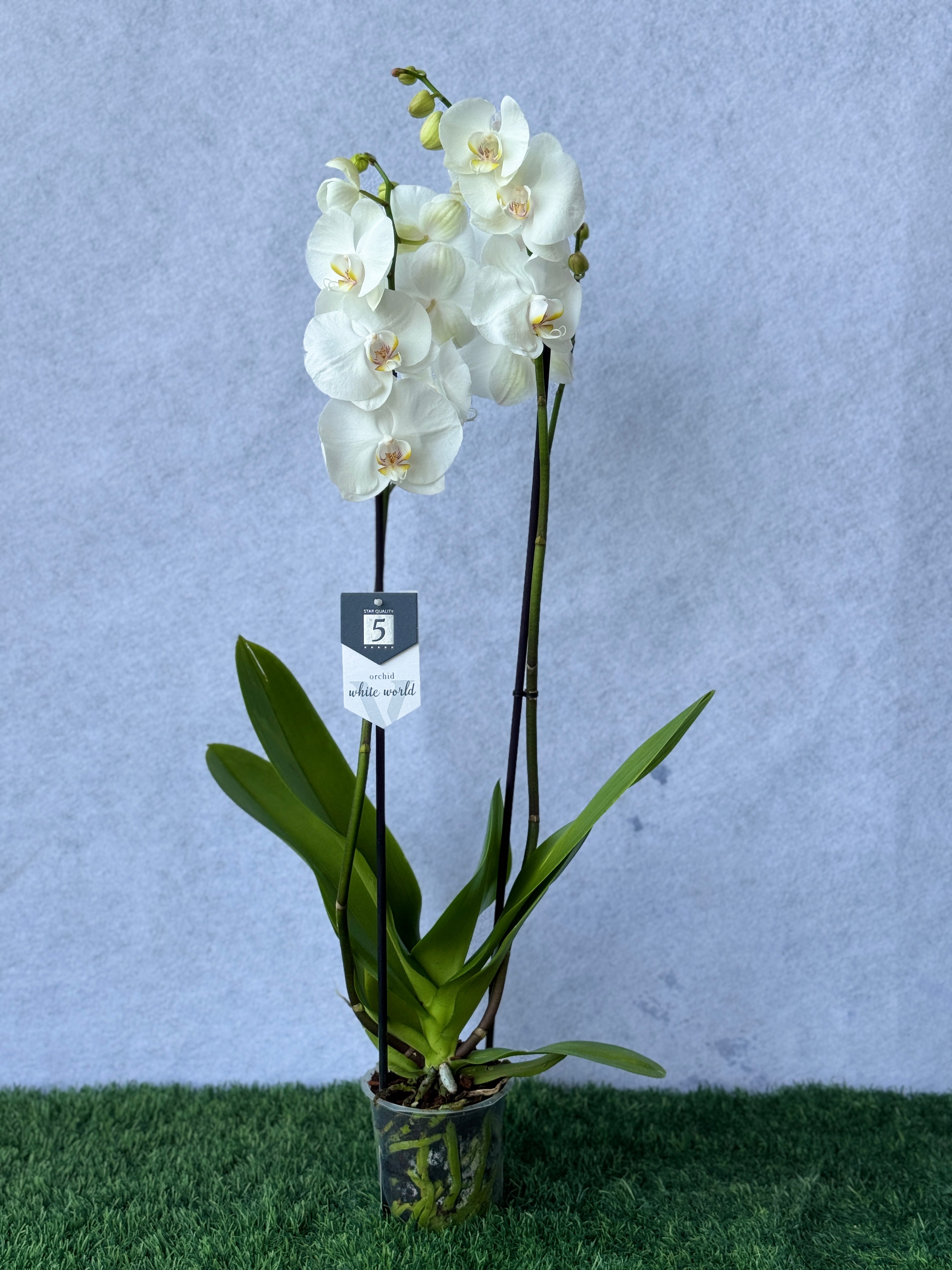Orchid White