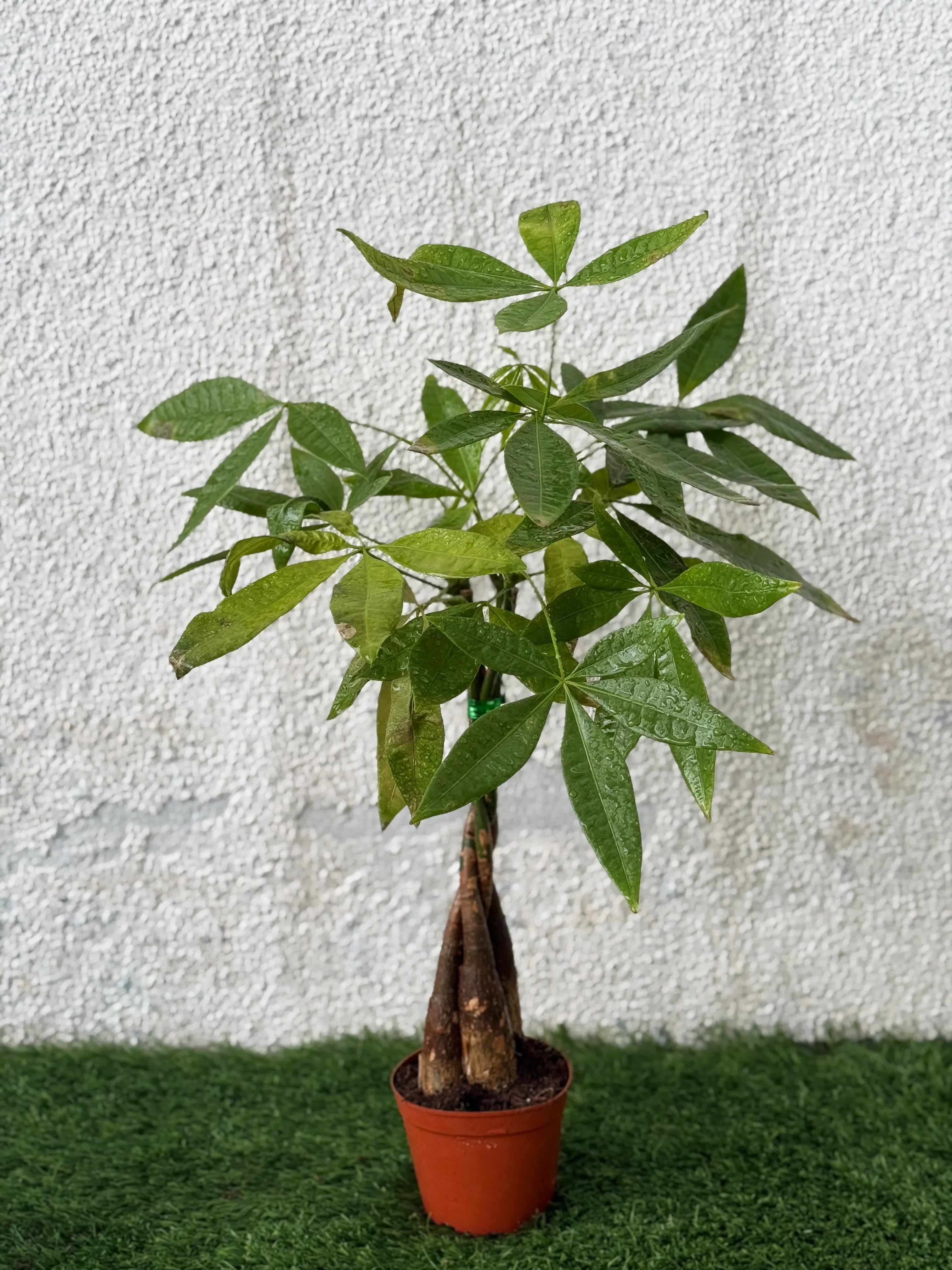Pachera-Small