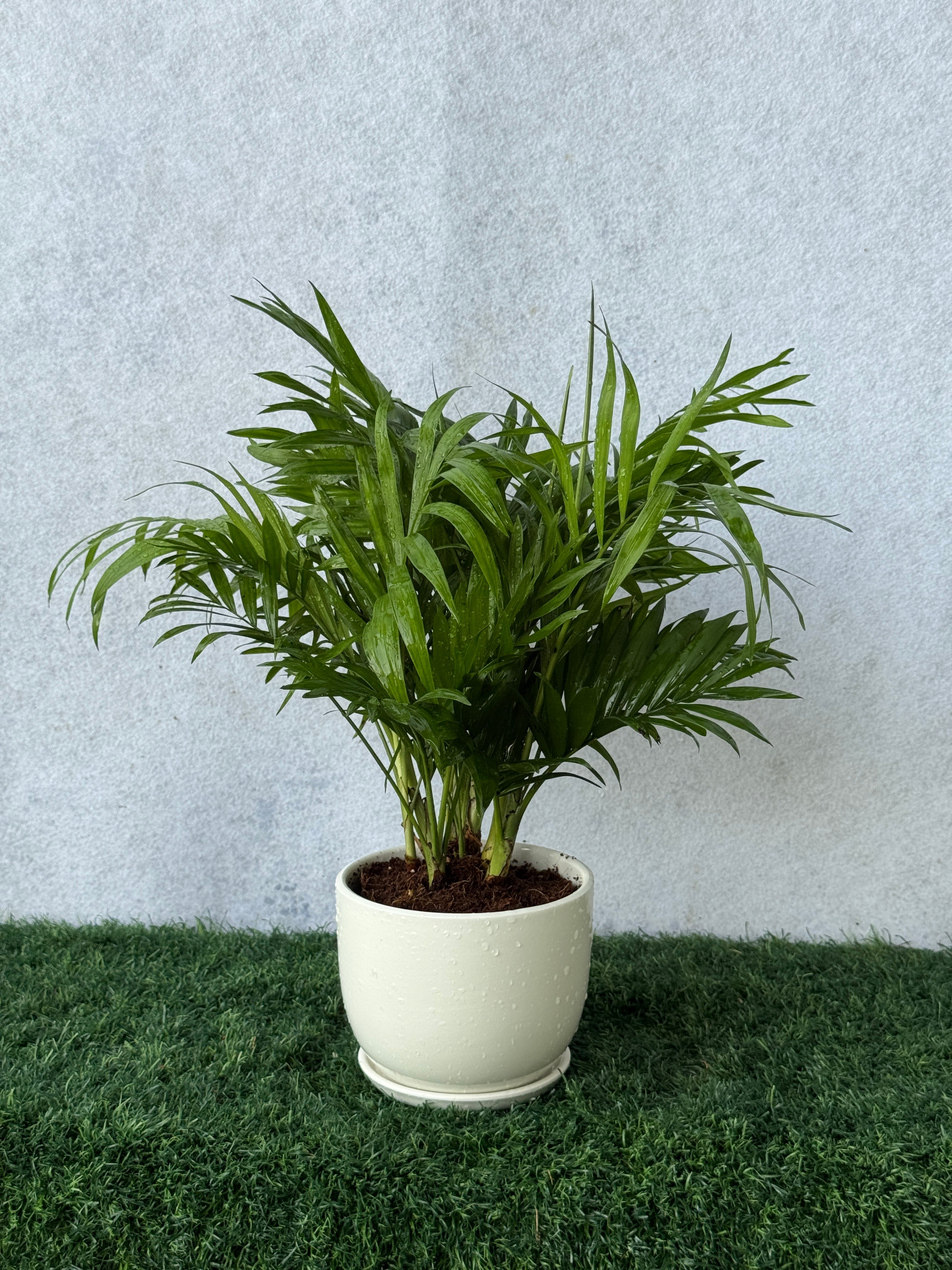 Parlor Palm