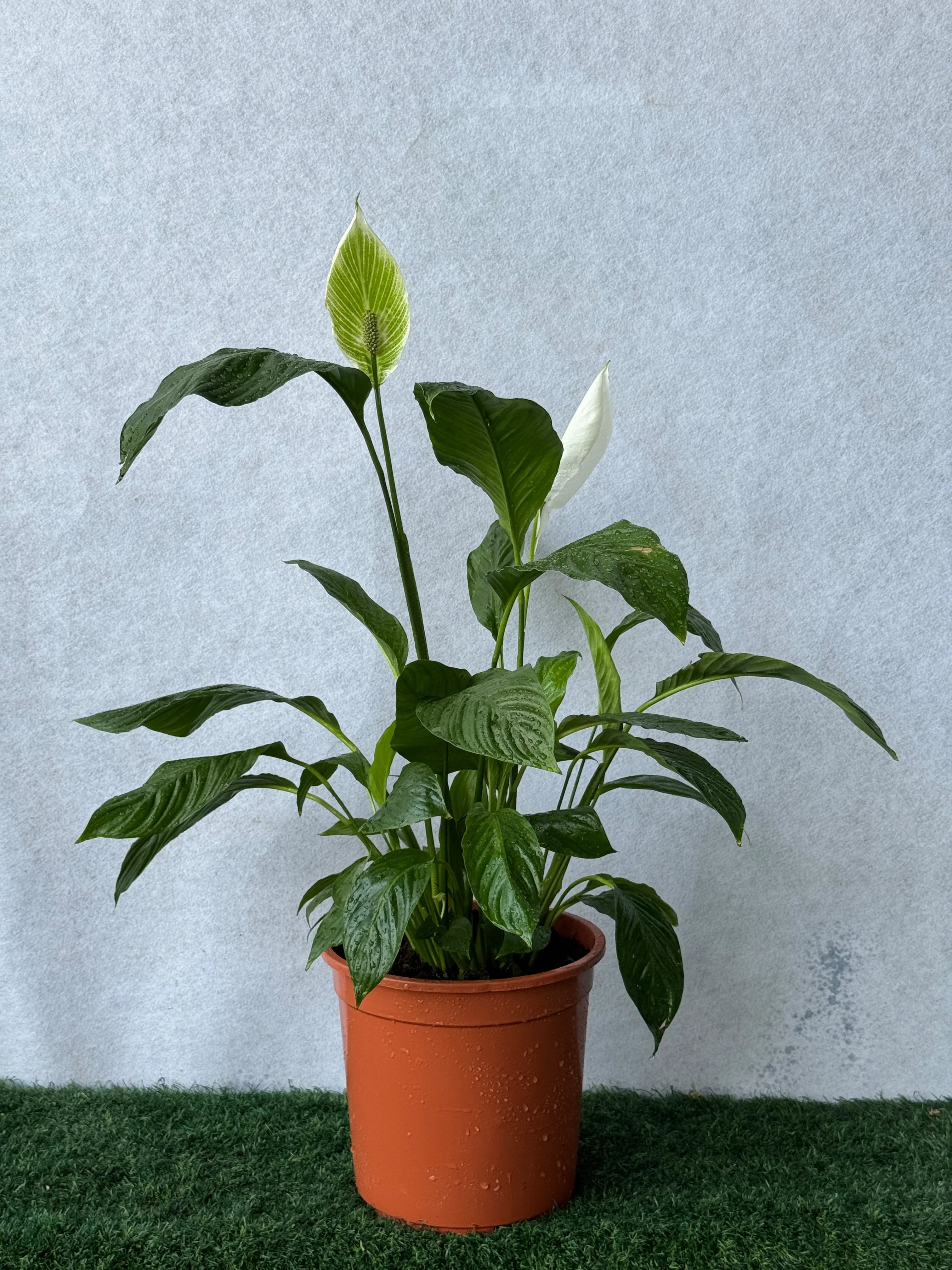 Peace Lily