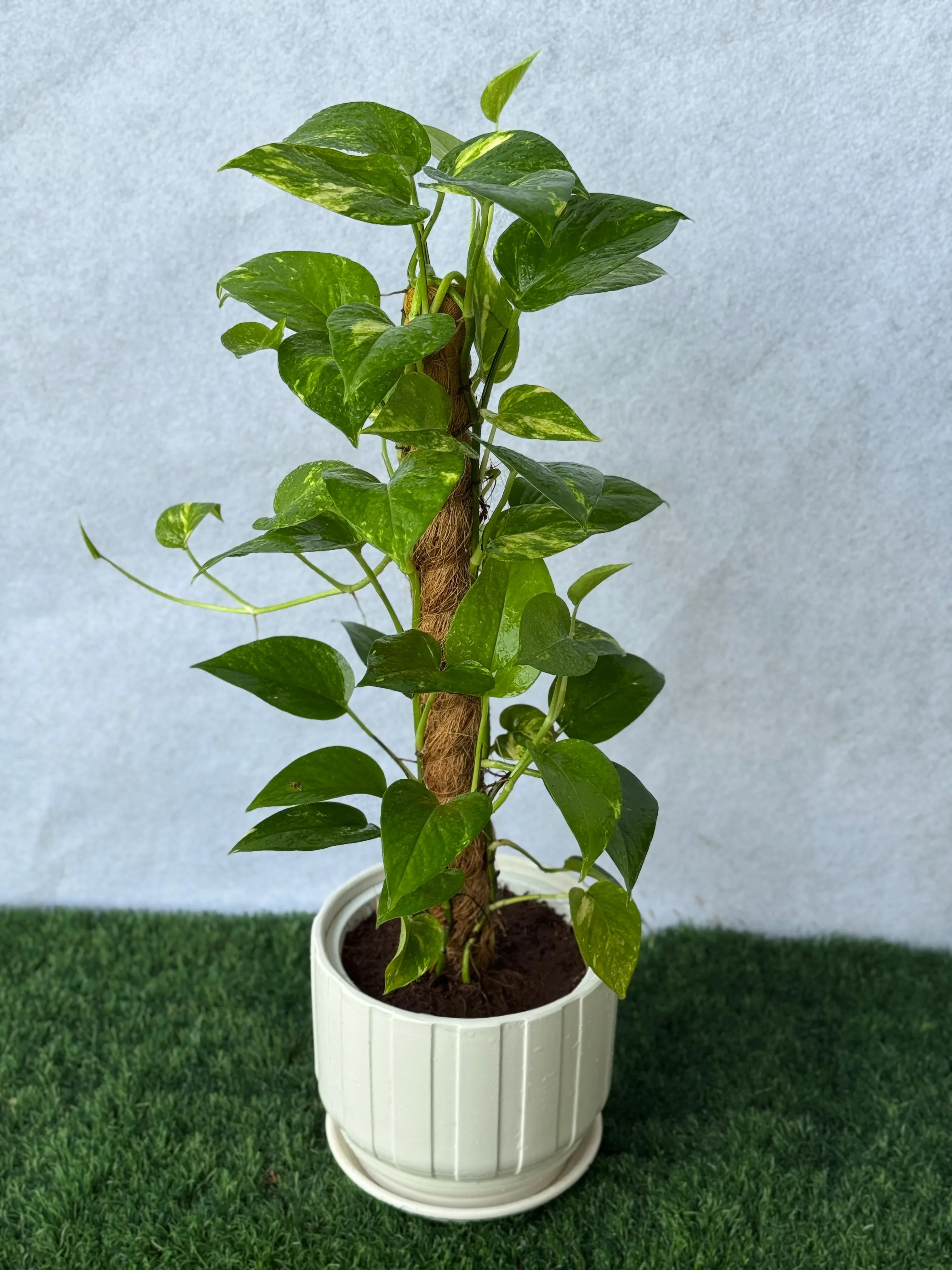 Money Plant Moss Stick – Air Purifying Climber
