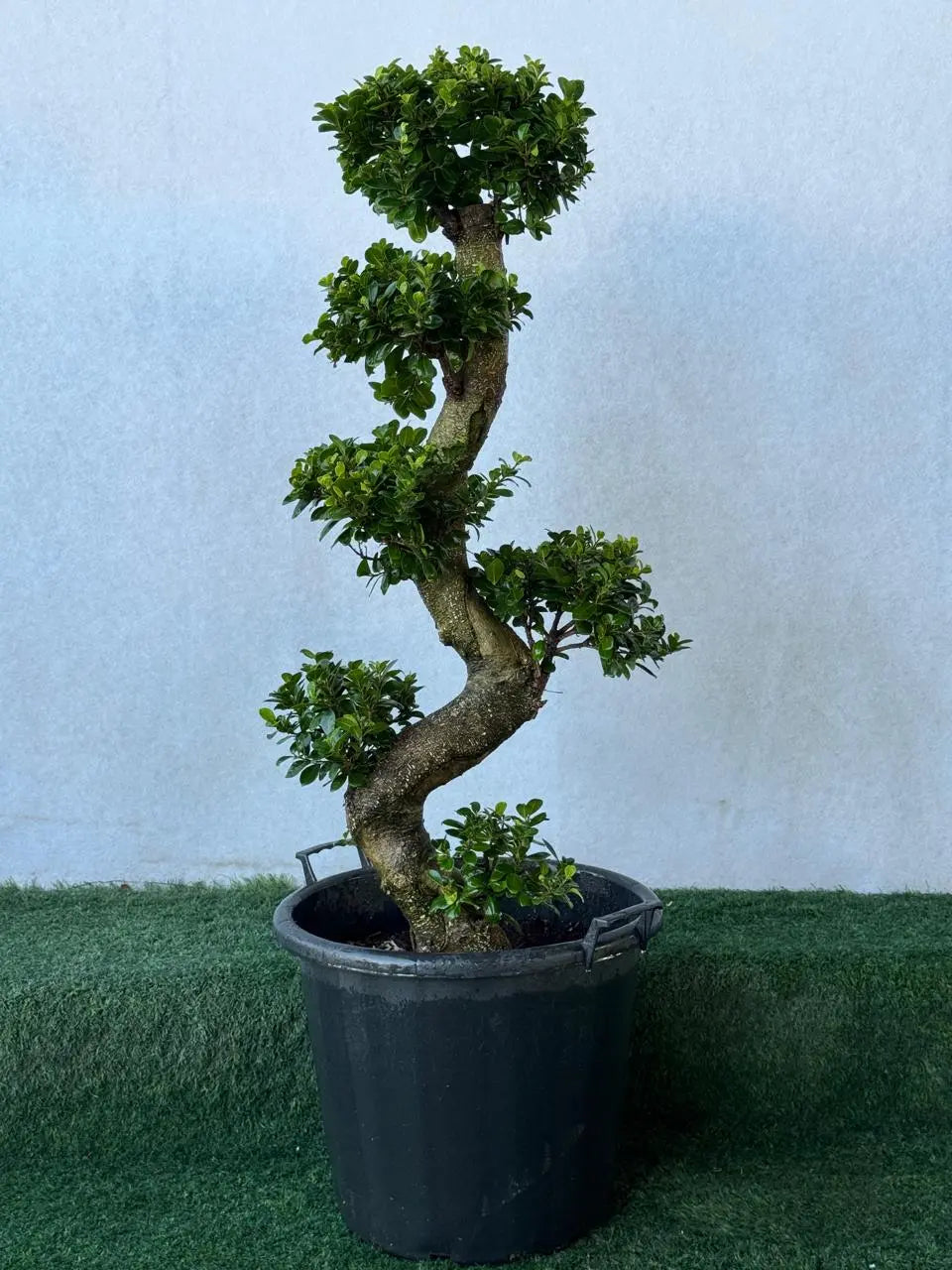 S-Shape Ficus Bonsai Tree 100-120cm