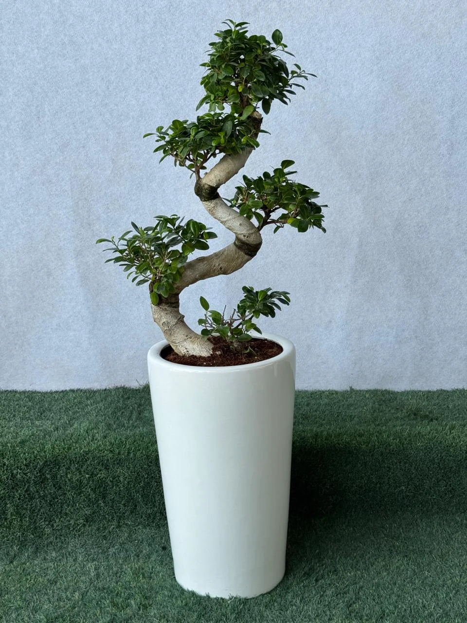 S-Shape Bonsai