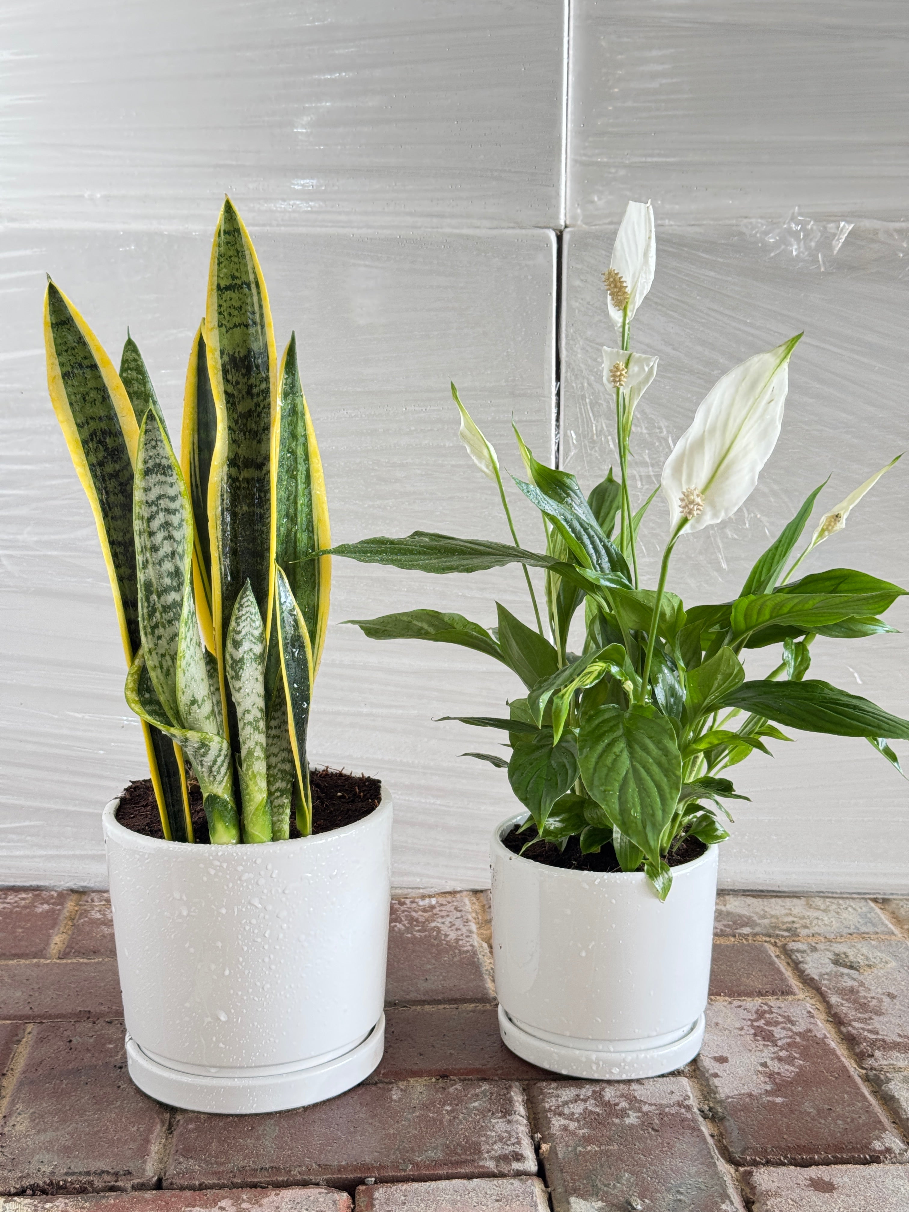 Air Purifying Duo - Snake Plant and Peace Lilly In White Pots