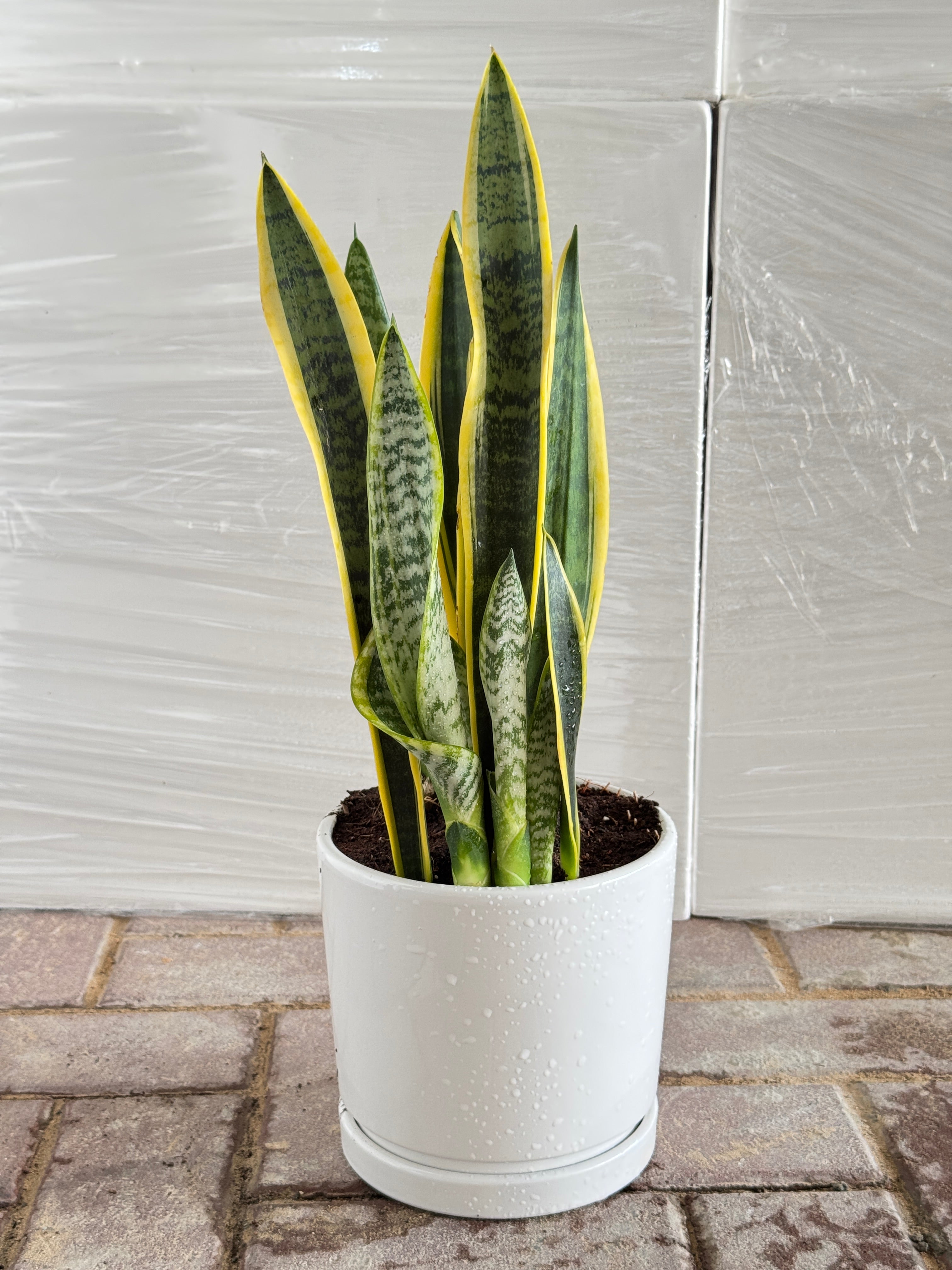 Snake Plant In White Pot