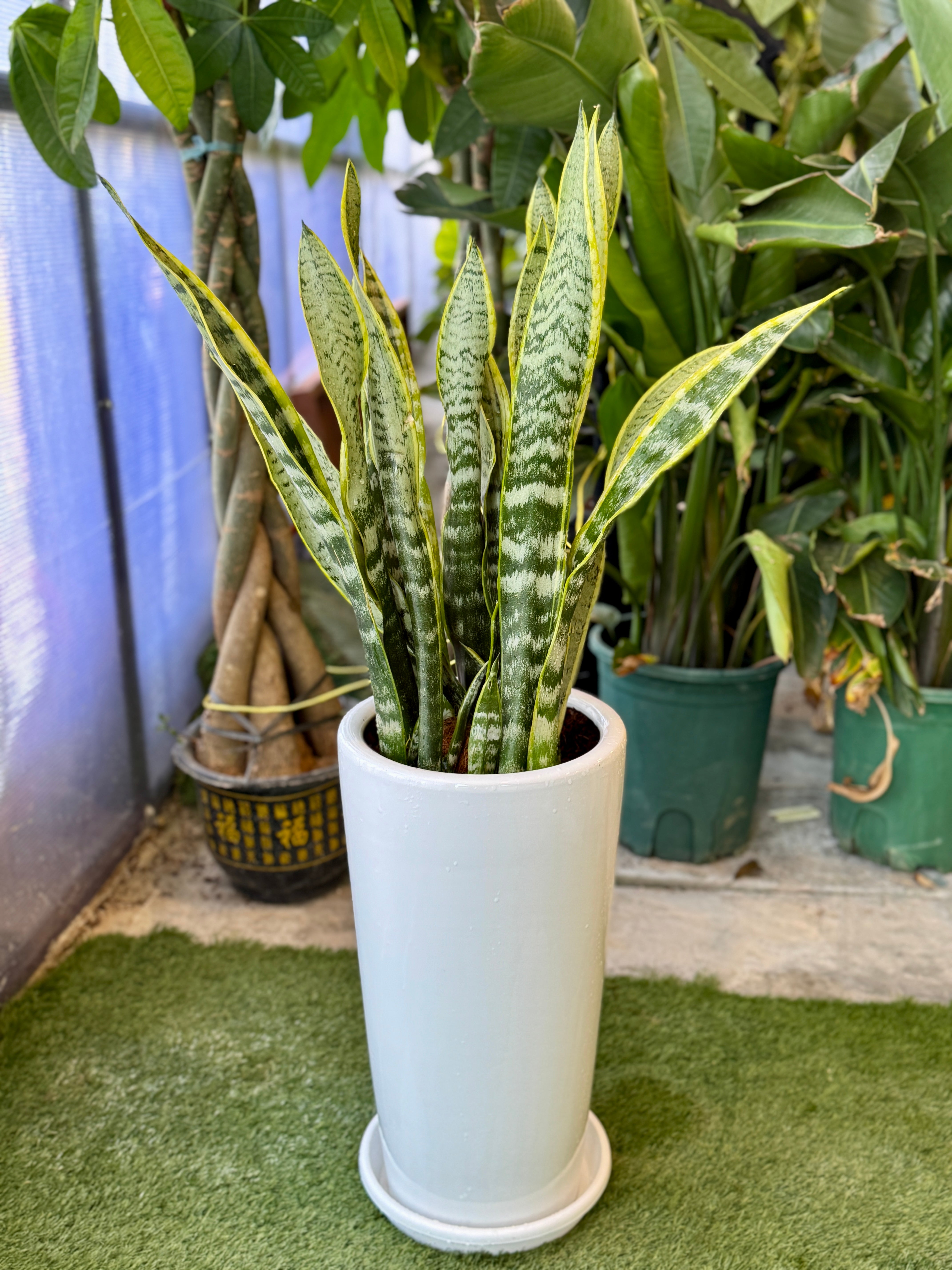 Snake Plant in White Tall Pot – Low Maintenance Indoor Air Purifier