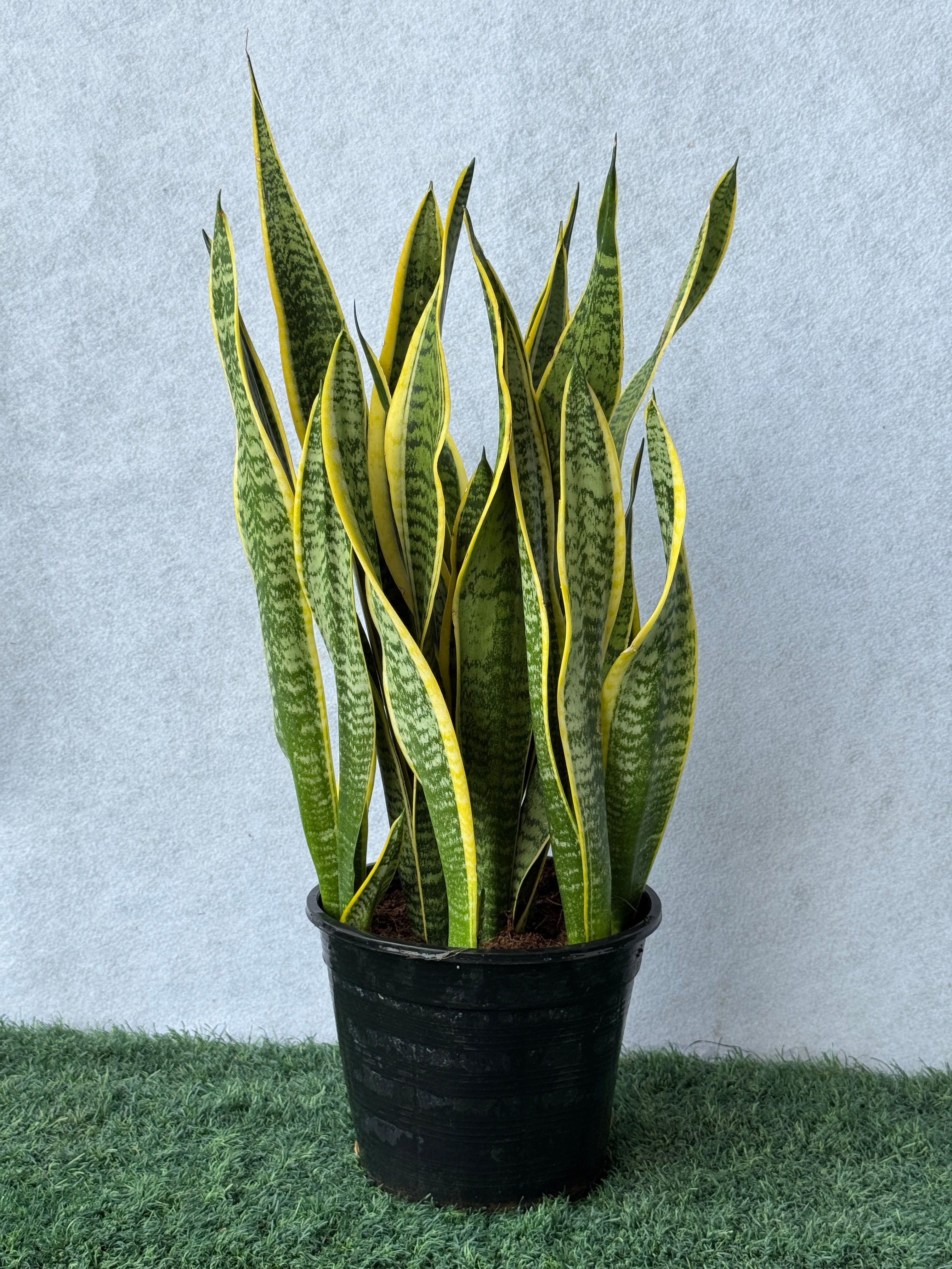 Snake Plant