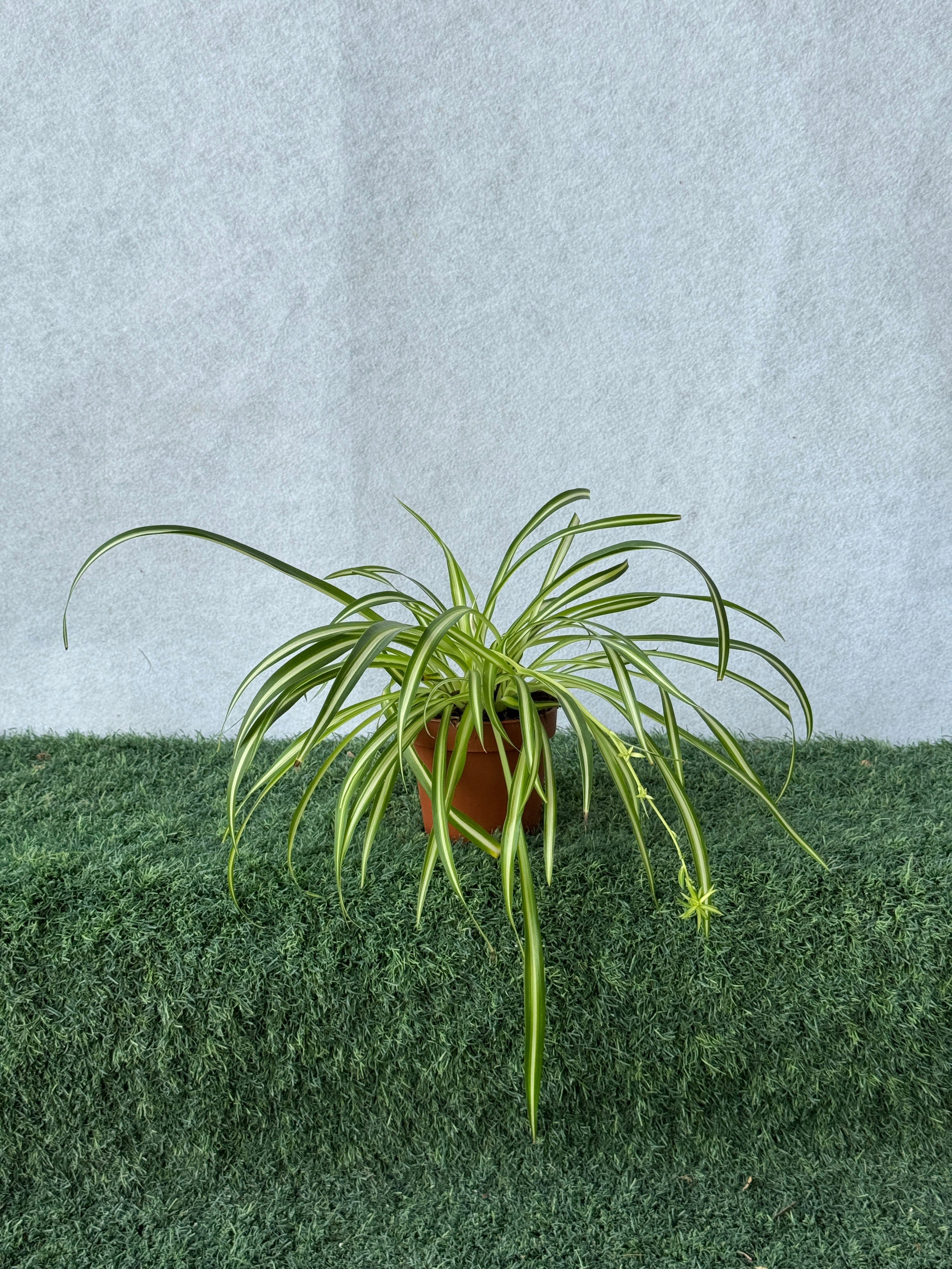 Spider Plant