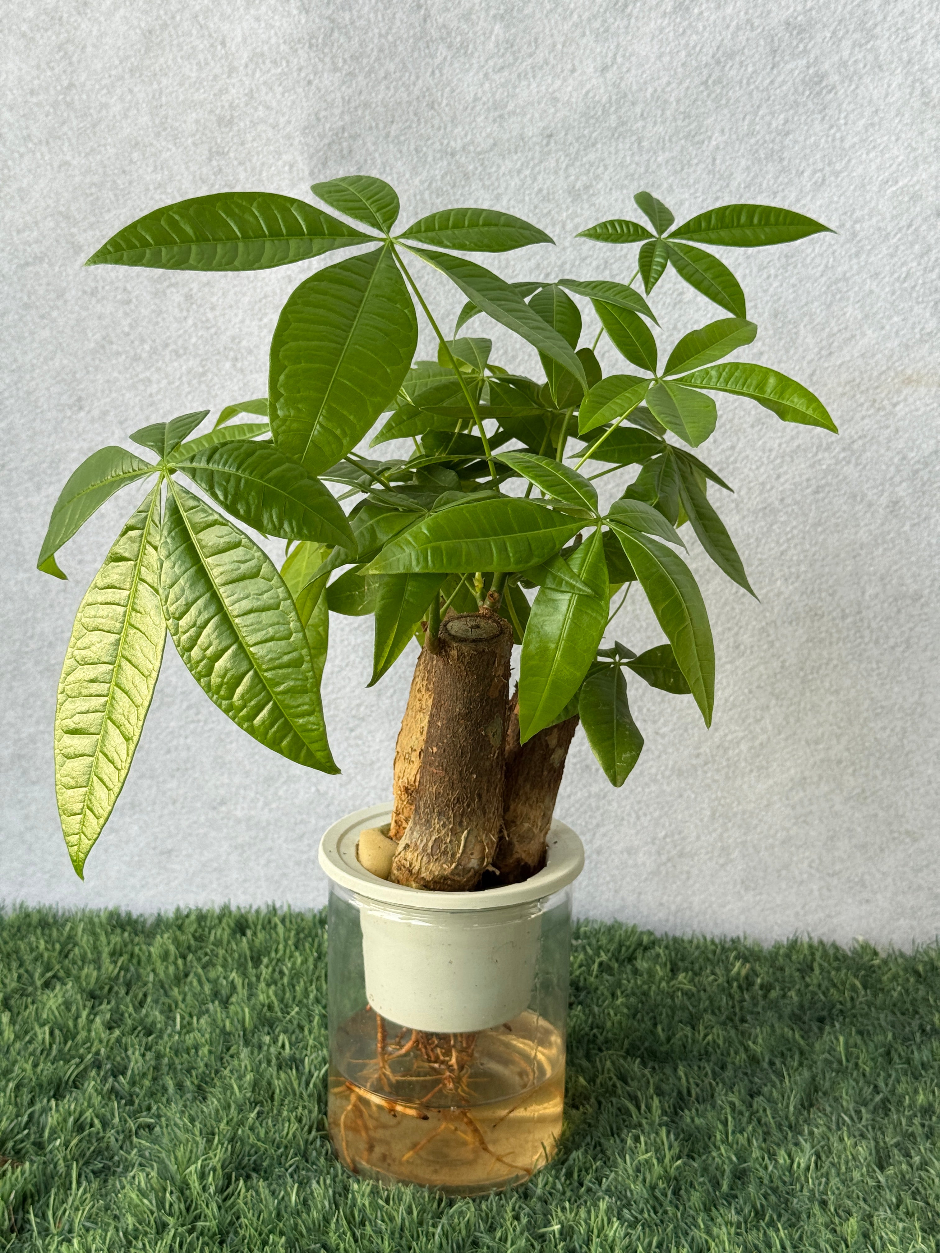 Self-Watering Table Top Pachira (3PP)