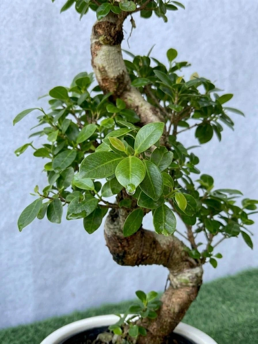 S-Shape Bonsai in Tall Ceramic Pot