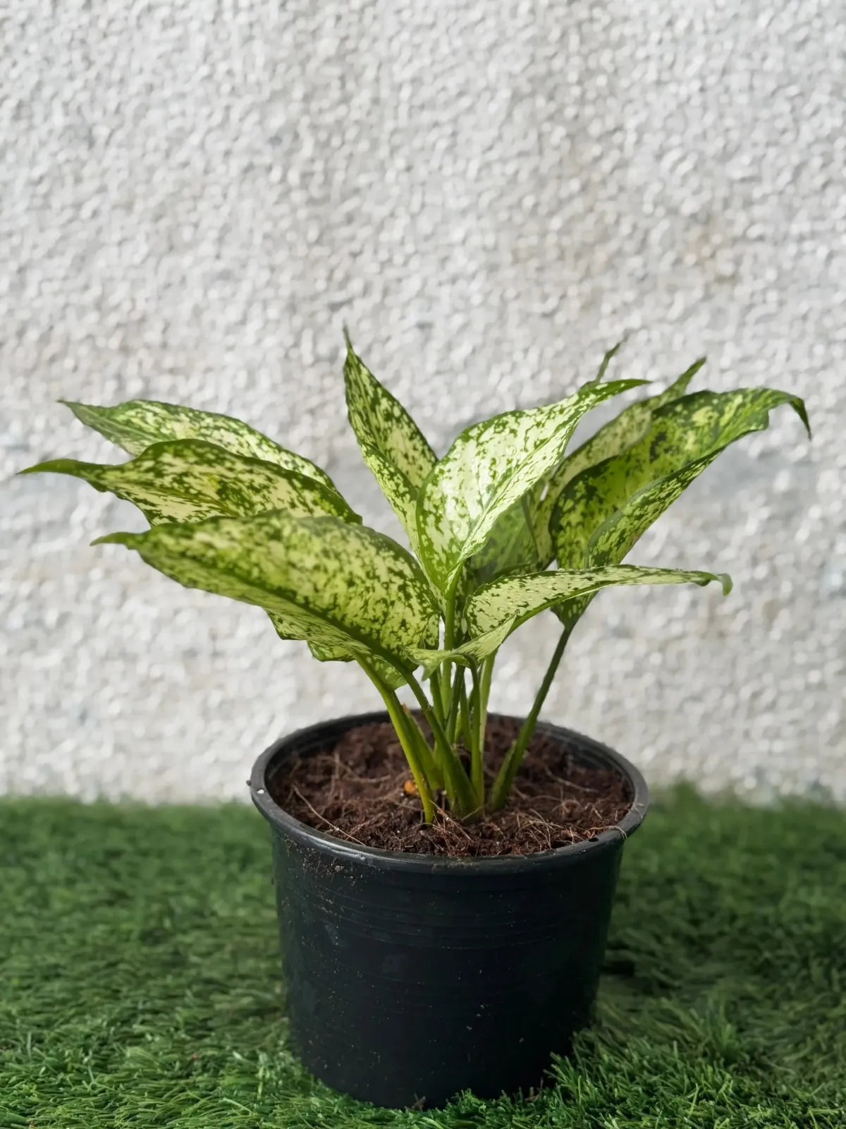 Vibrant Aglaonema Ever Green plant, a low-light champion with colourful foliage for Dubai homes.