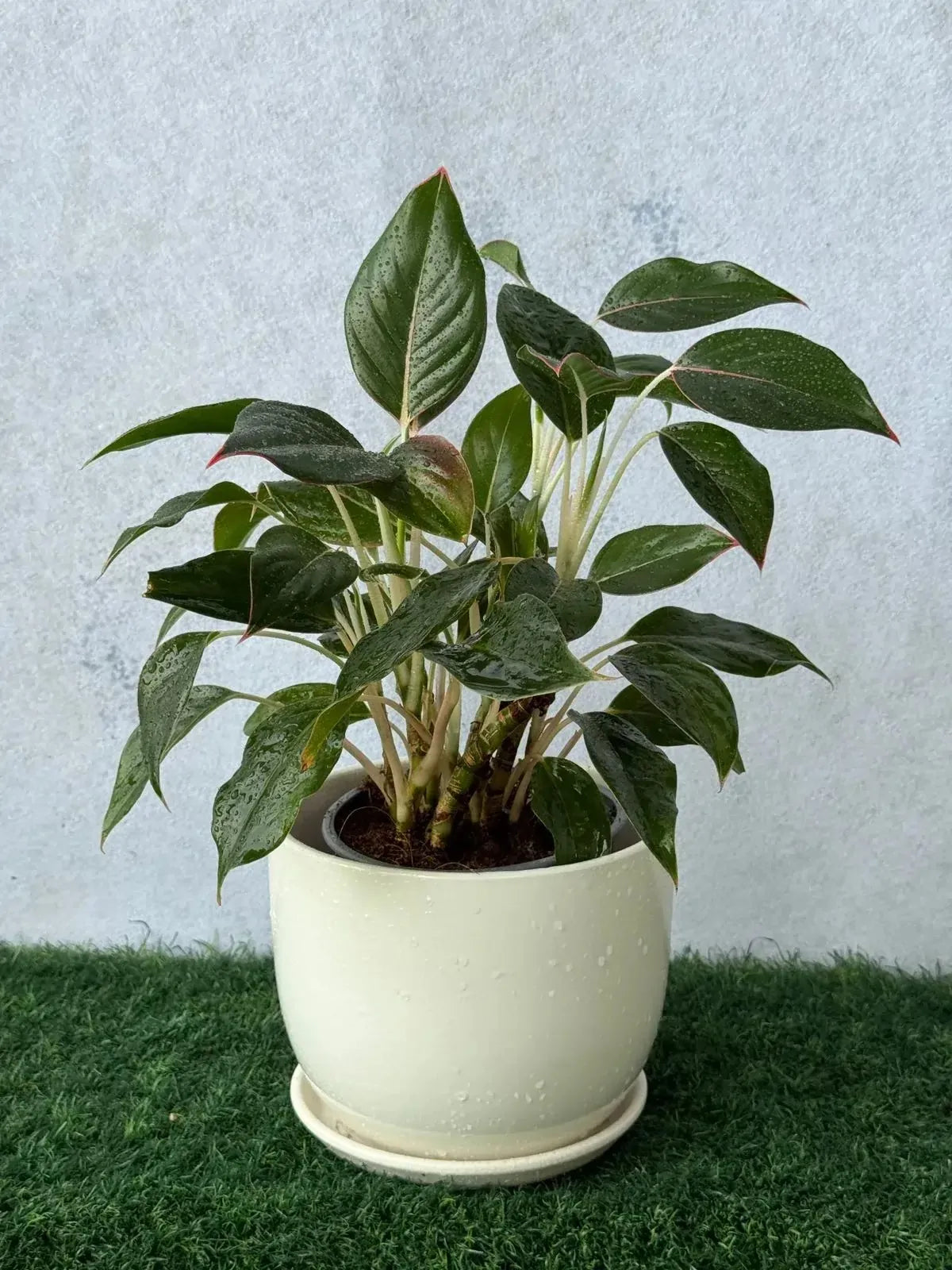 Beautiful foliage of the Aglaonema, a low-light indoor plant perfect for tabletops and offices in the UAE.