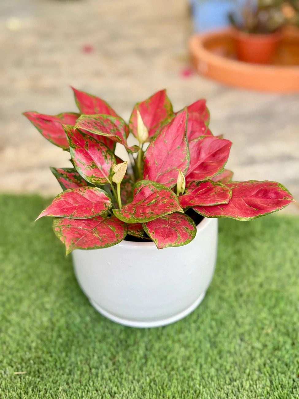 Striking red-pink foliage of the Aglaonema Red, easy-care plant for homes and offices in the UAE.