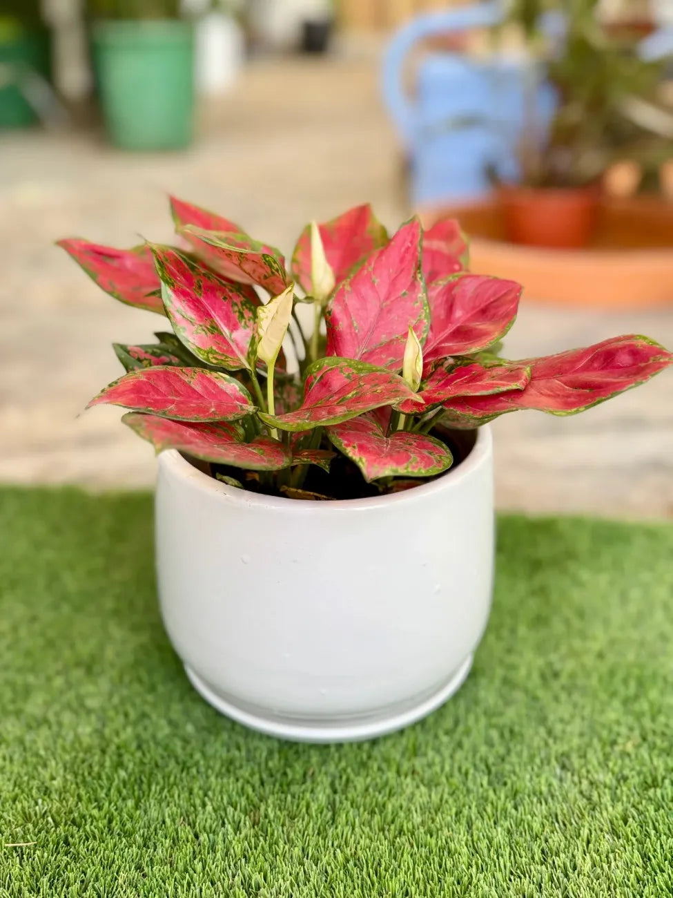 Vibrant Aglaonema Red plant in a white ceramic pot, stylish low-light indoor plant for Dubai.