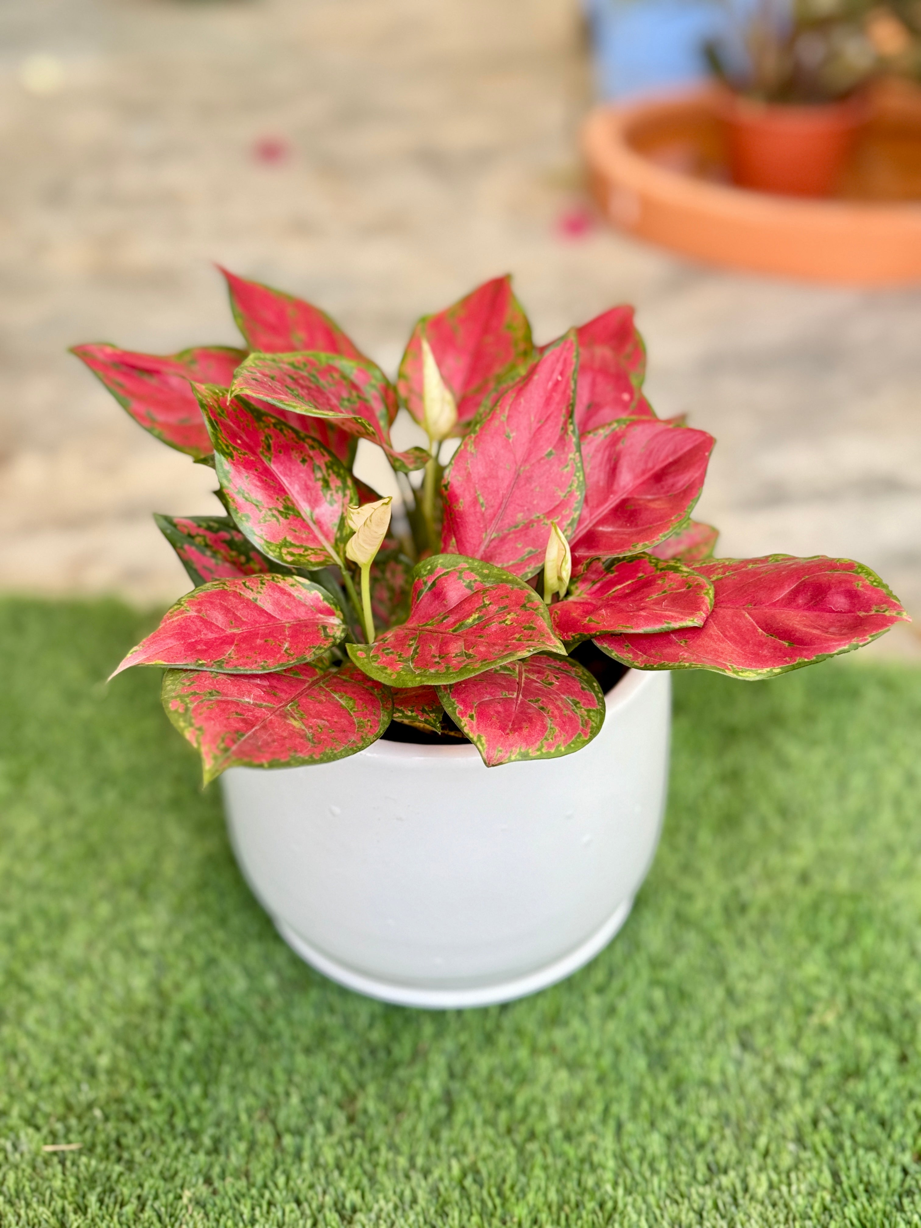 Aglaonema Red in White Ceramic Pot – Stylish Low-Light Indoor Plant | Mughel Gardens Dubai
