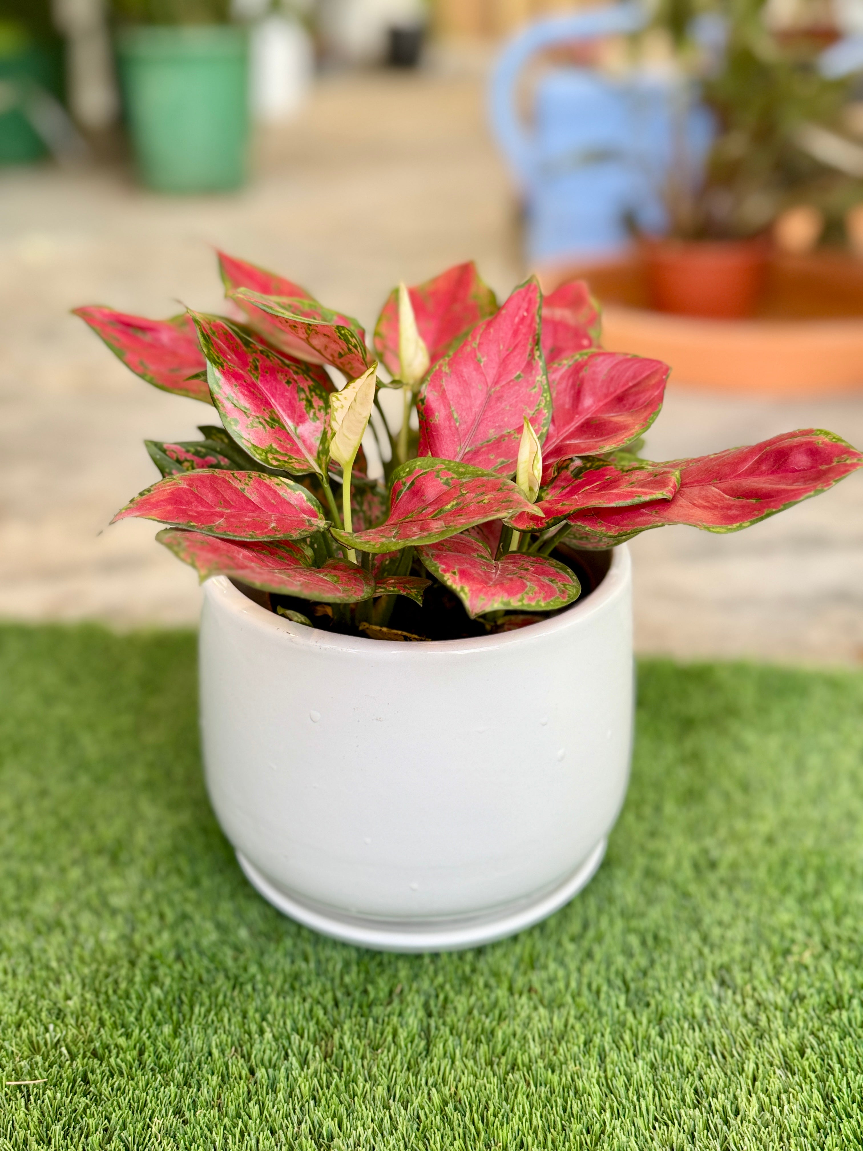 Aglaonema Red in White Ceramic Pot – Stylish Low-Light Indoor Plant | Mughel Gardens Dubai