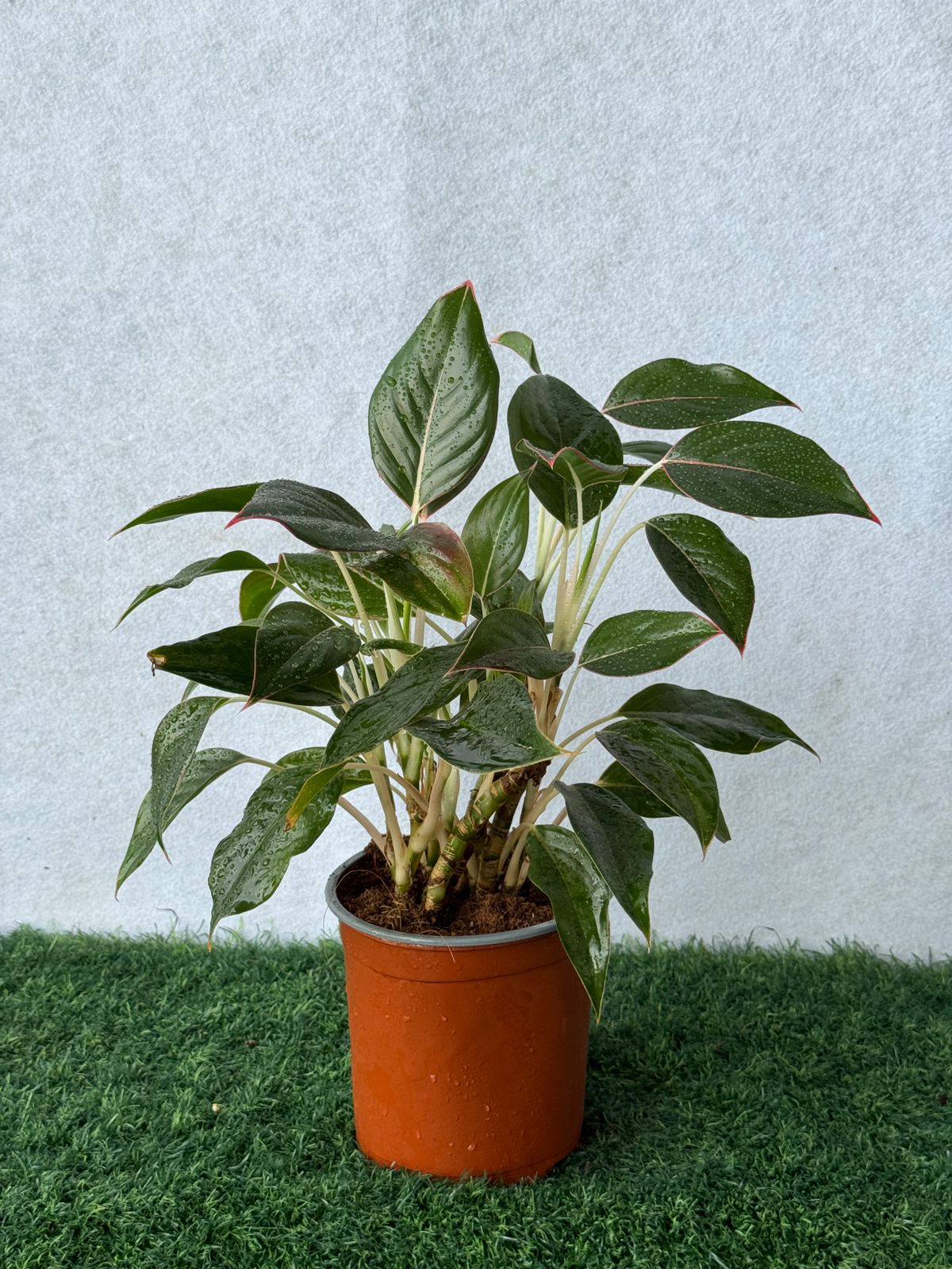 Aglaonema