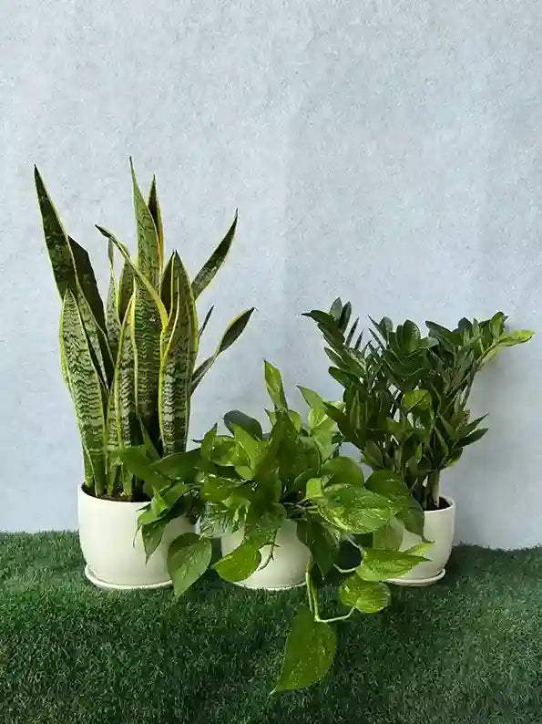 Best Value Air Purifying Plant Bundle of 3: Snake, ZZ, and Pothos plants in white ceramic pots in Dubai.