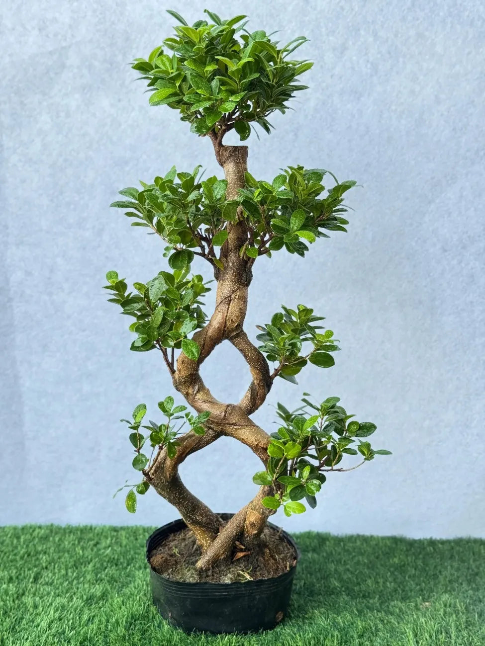 Air purifying Ficus Bonsai plant in a simple pot, ideal for office desks in the UAE.

Export to Sheets
