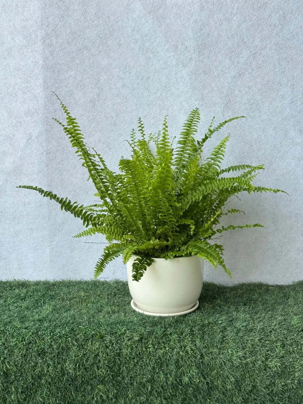 A mix of air-purifying indoor plants and lush greenery for creating a healthier office space in the UAE.