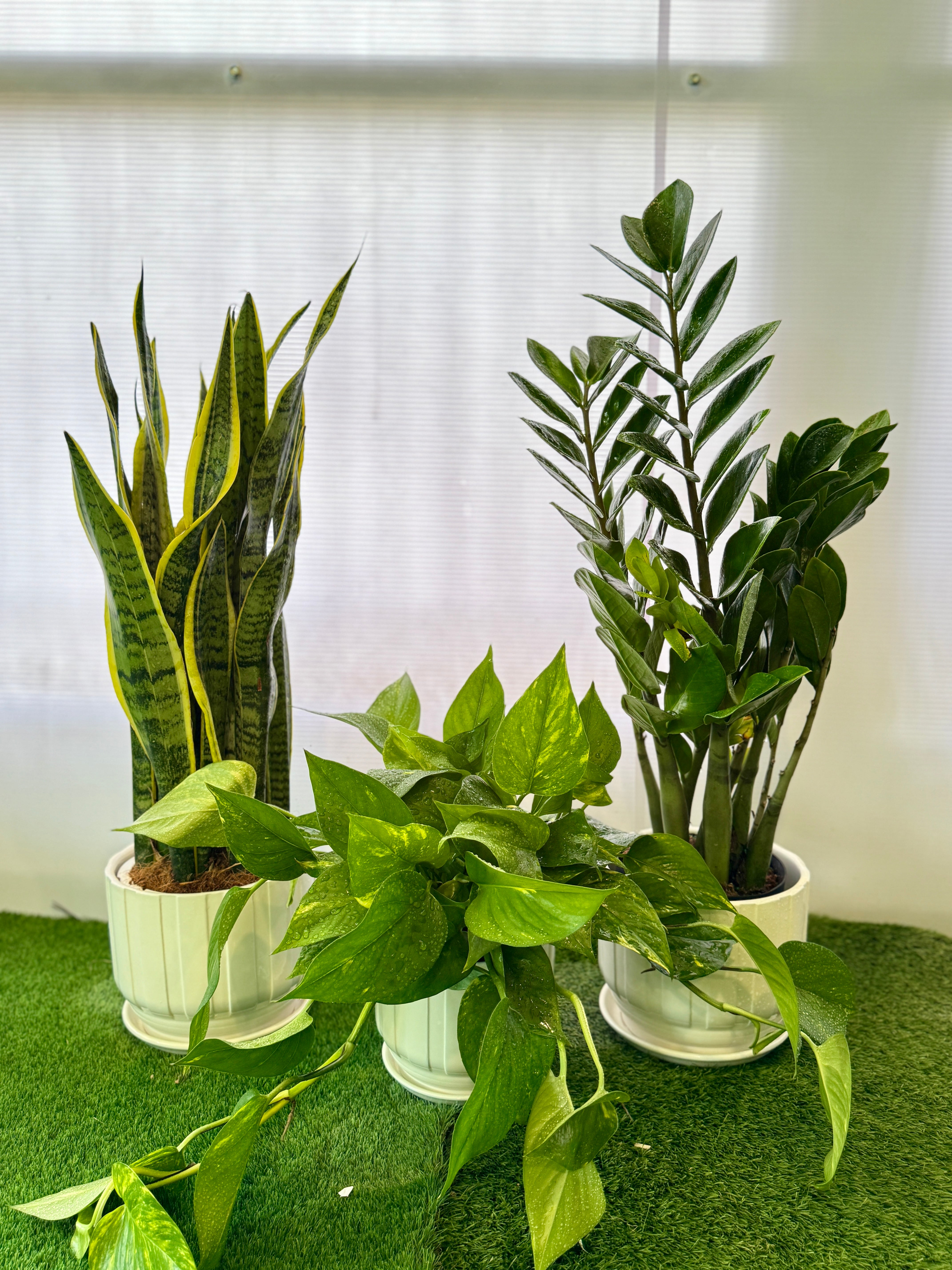 Air Purifying Bundle - Best Value