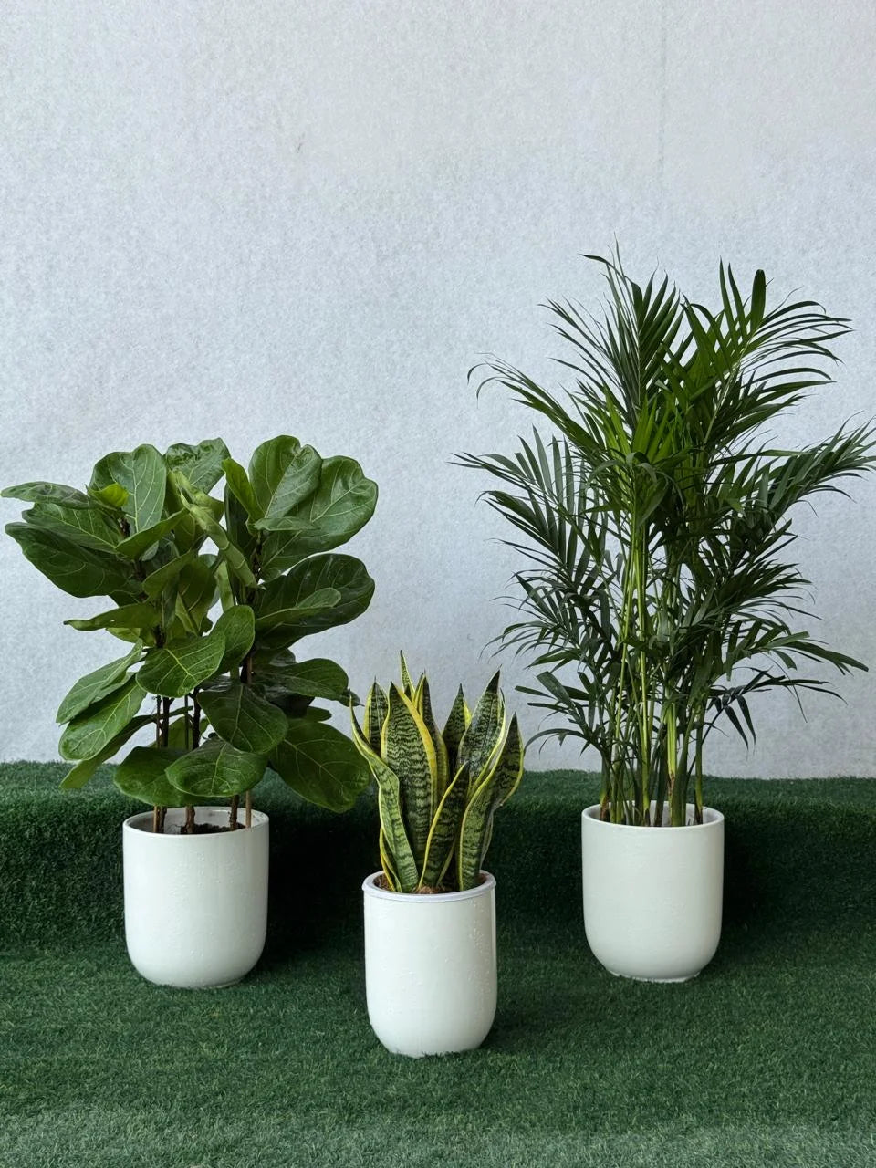 Indoor Air Purifying Plants Bundle UAE - Low Maintenance Plants In White Ceramic Pots