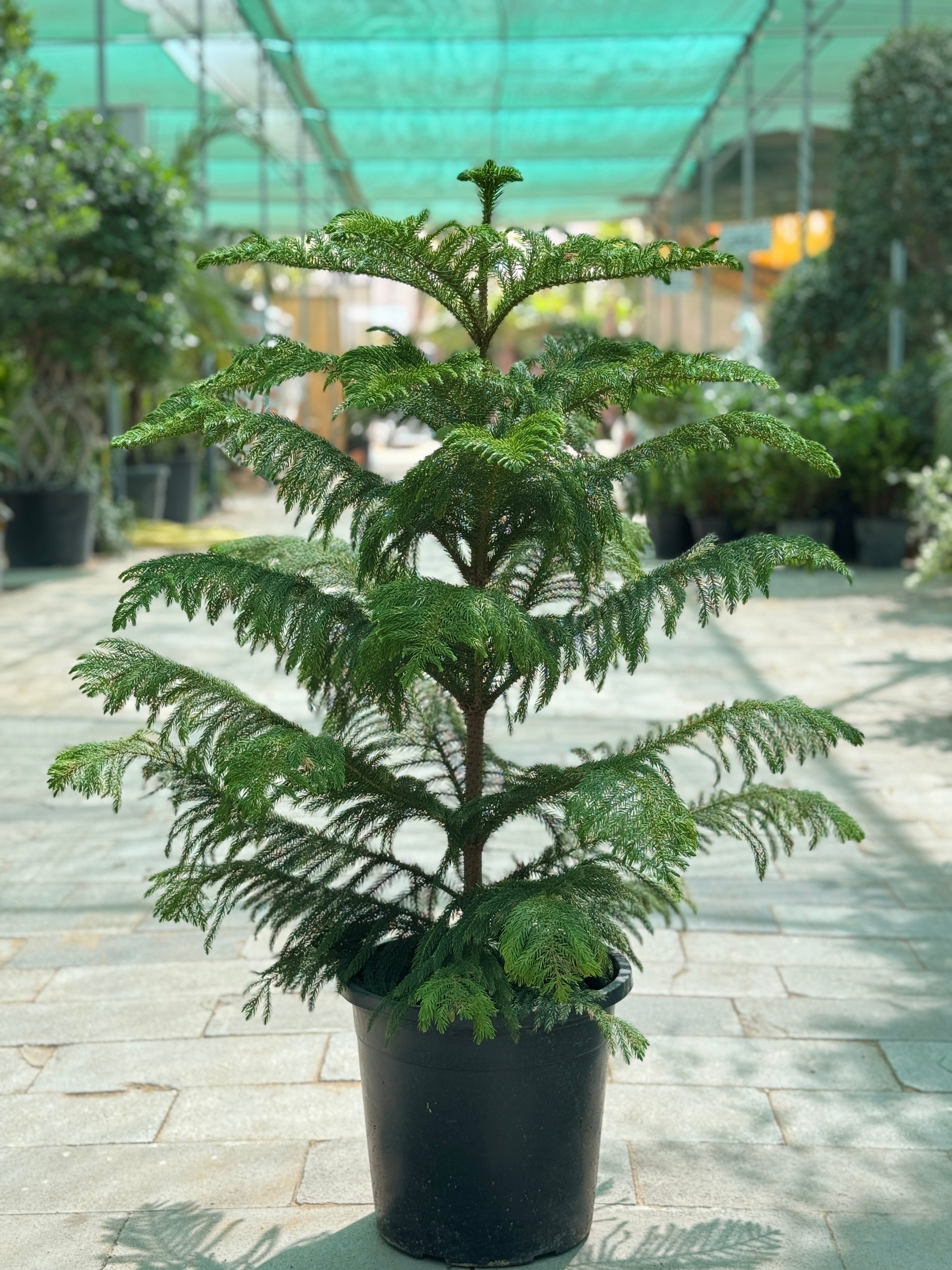 Araucaria-Nursery Pot
