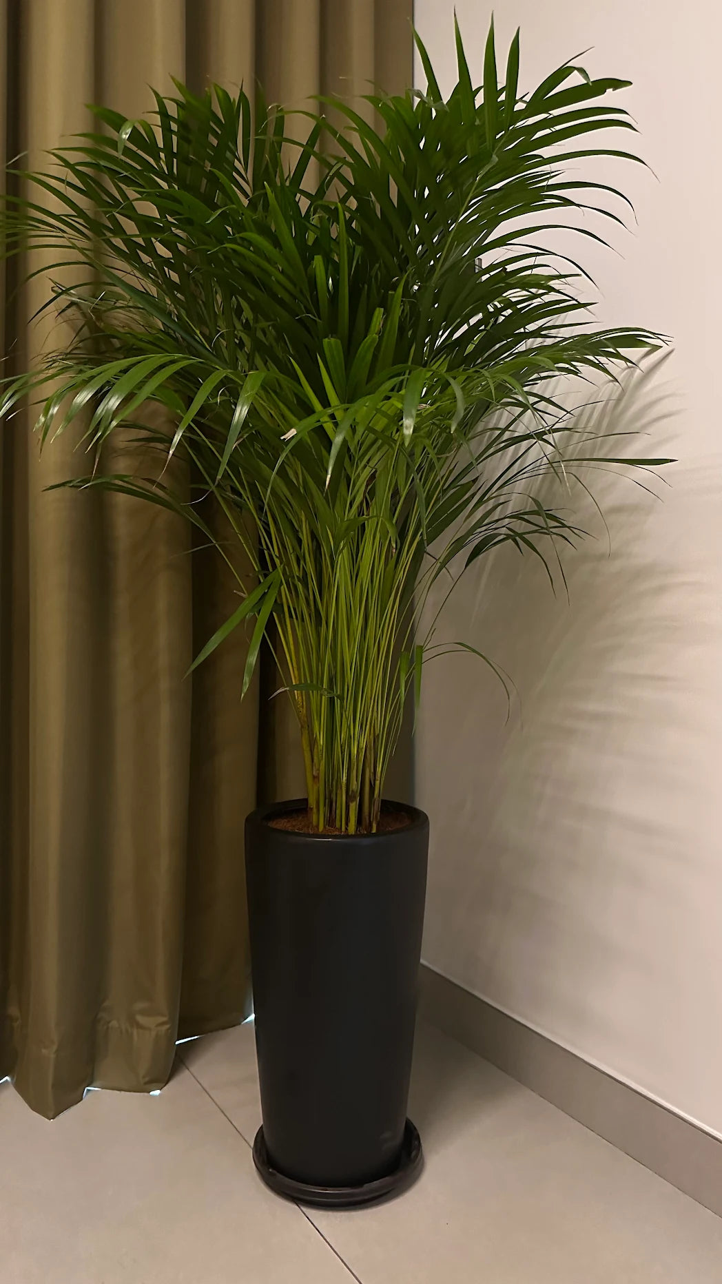 Areca Palm Holland - Tall Pot