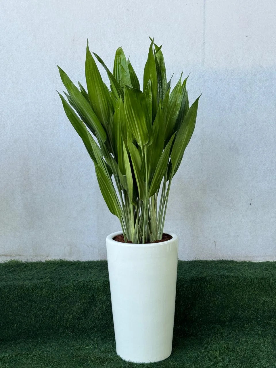 Apiradas Plant (Cast Iron) - Tall white Pot