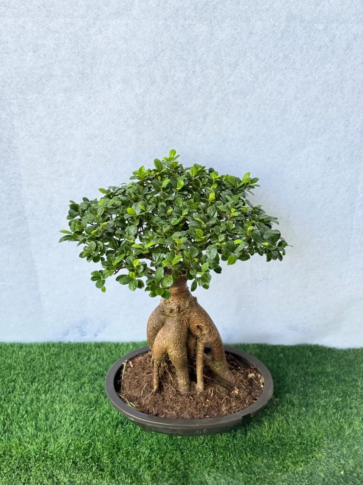 Authentic Ginseng Ficus Bonsai with sculptural roots, low maintenance and air-purifying.