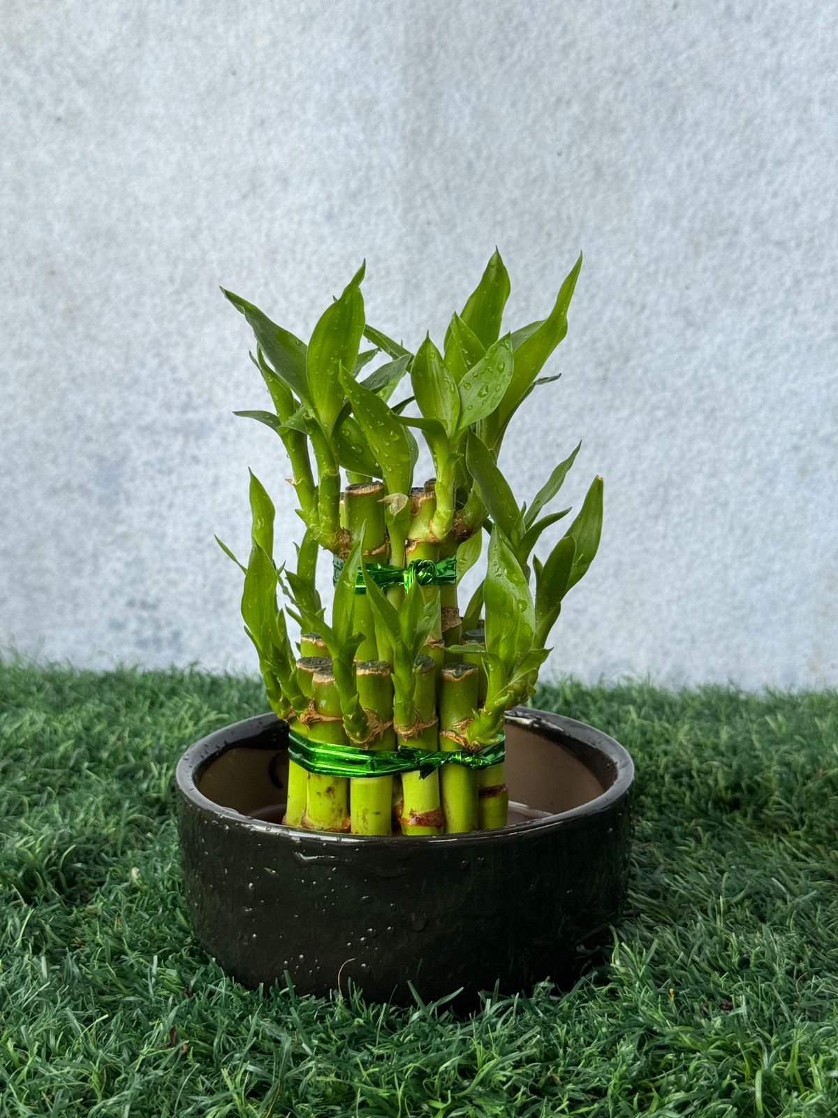Lucky Bamboo - Steps