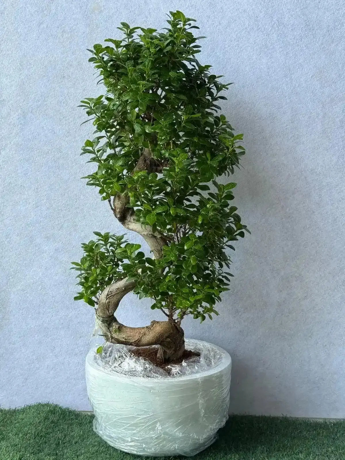 Best Selling S-Shape Ficus Bonsai in a luxury white fiber clay pot, low maintenance indoor plant in Dubai.