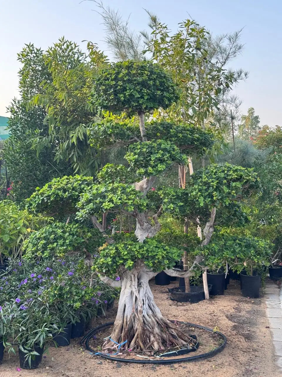 Large Multi-Head Ficus Bonsai Tree - Outdoor Garden & Villa Landscaping Plant UAE
