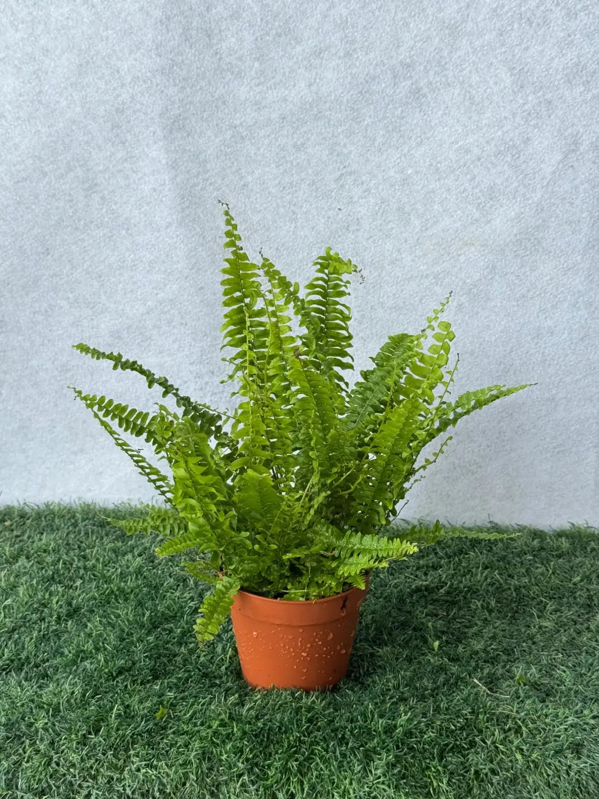 A collection of elegant indoor Bonsai plants and trees in ceramic pots, available for sale in Dubai.