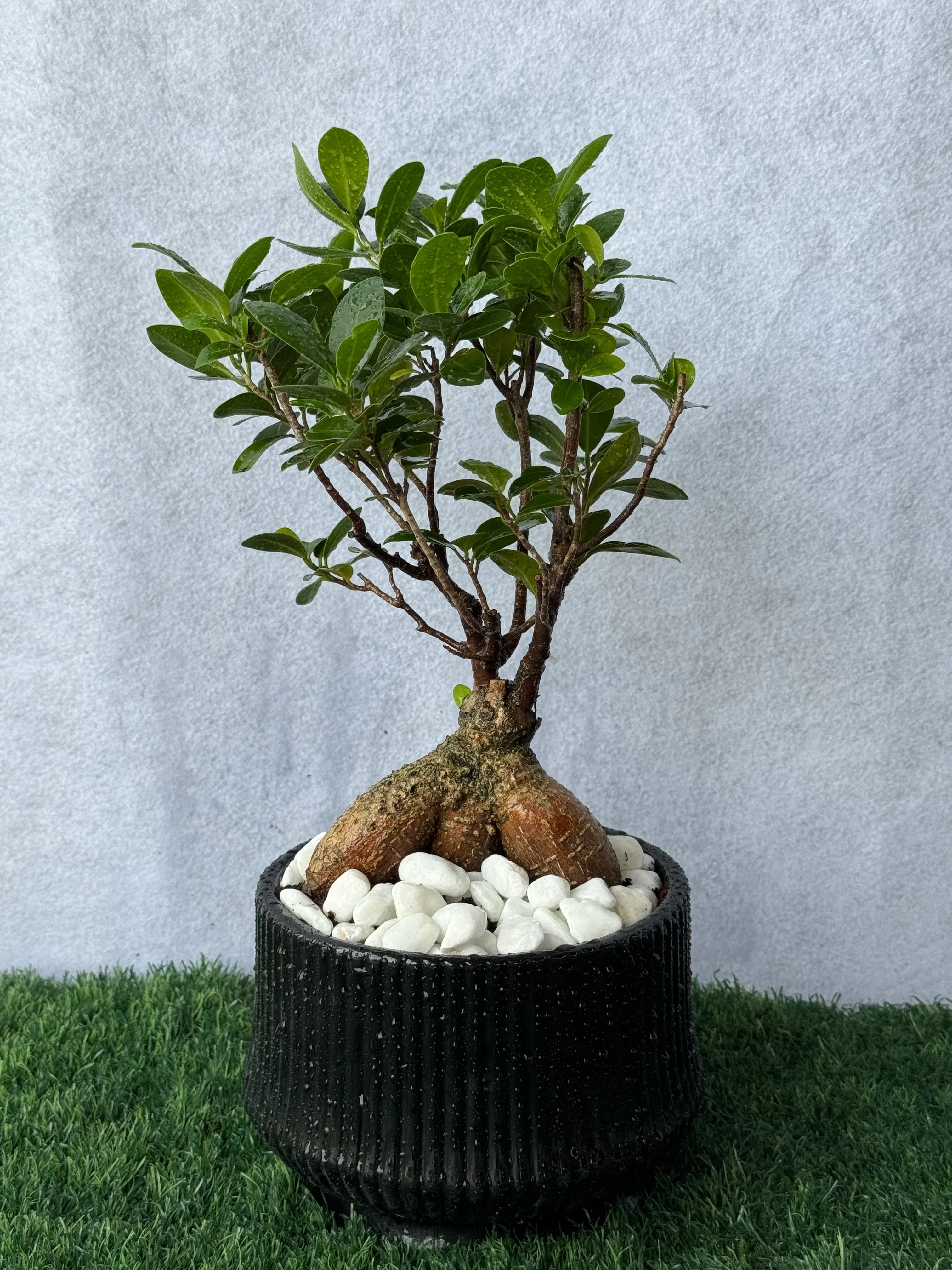 Mini Bonsai - Black Ceramic Pot