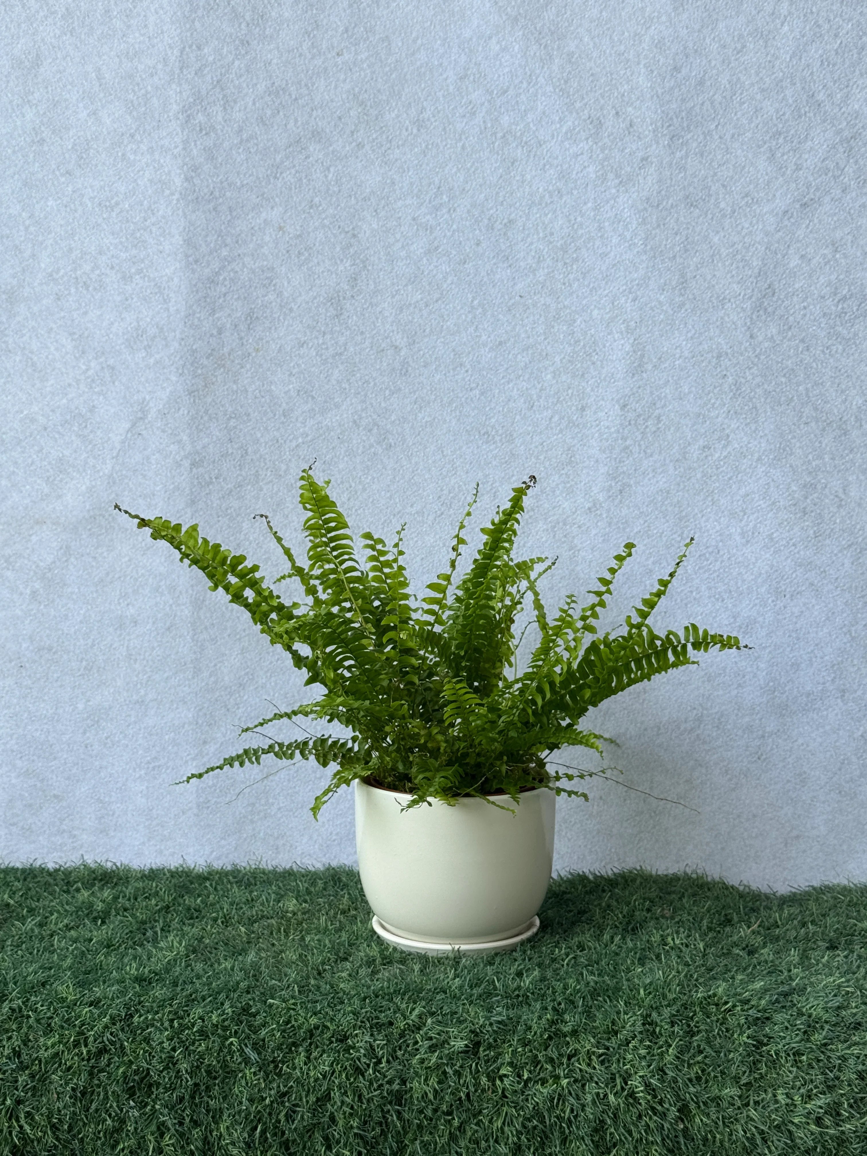 Boston Fern