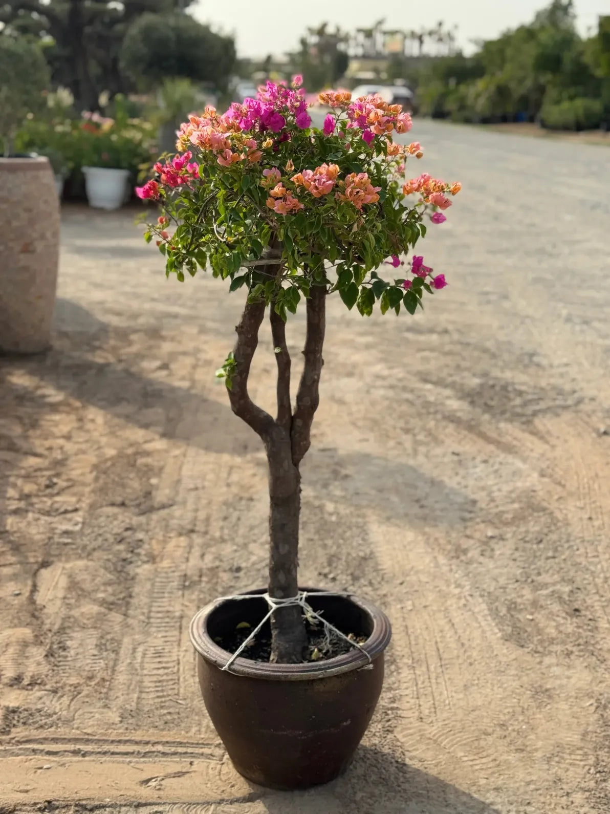 Single Head Bougainvillea in a Clay Pot, low maintenance outdoor plant with strong colors for villas in Dubai.