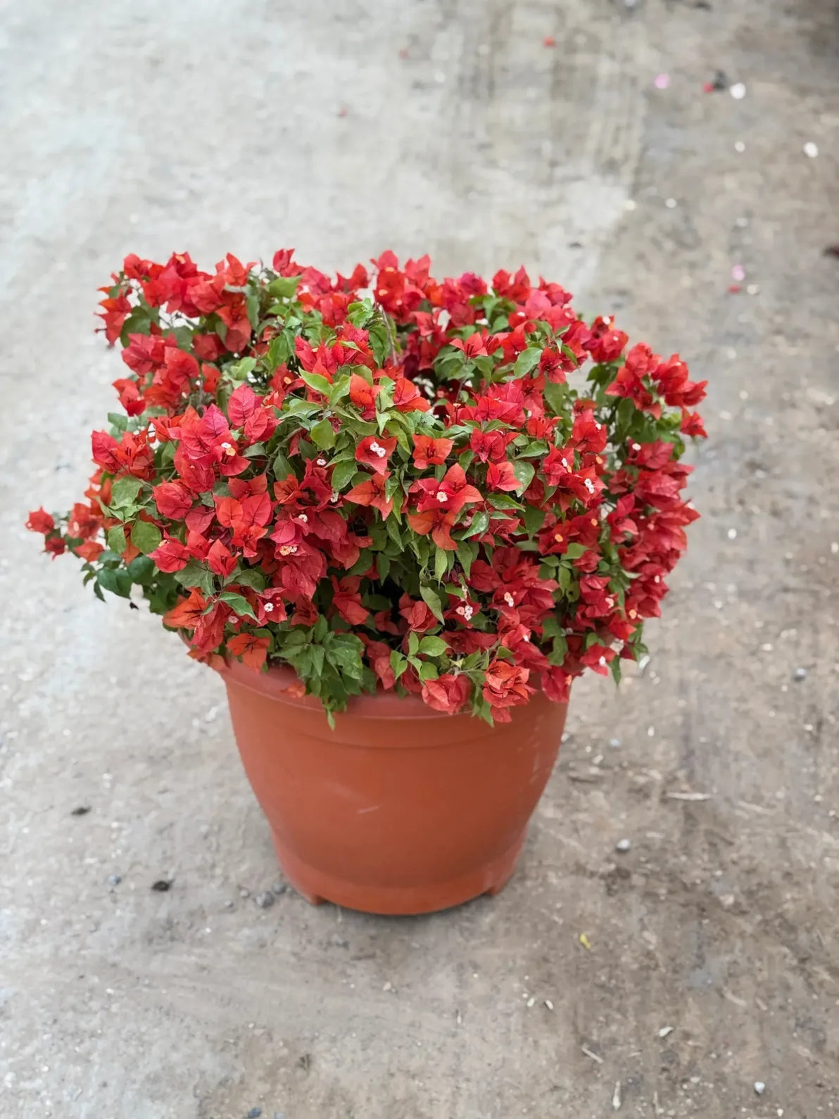 Vibrant Bougainvillea plant, hardy full sun outdoor shrub perfect for gardens and balconies in Dubai.
