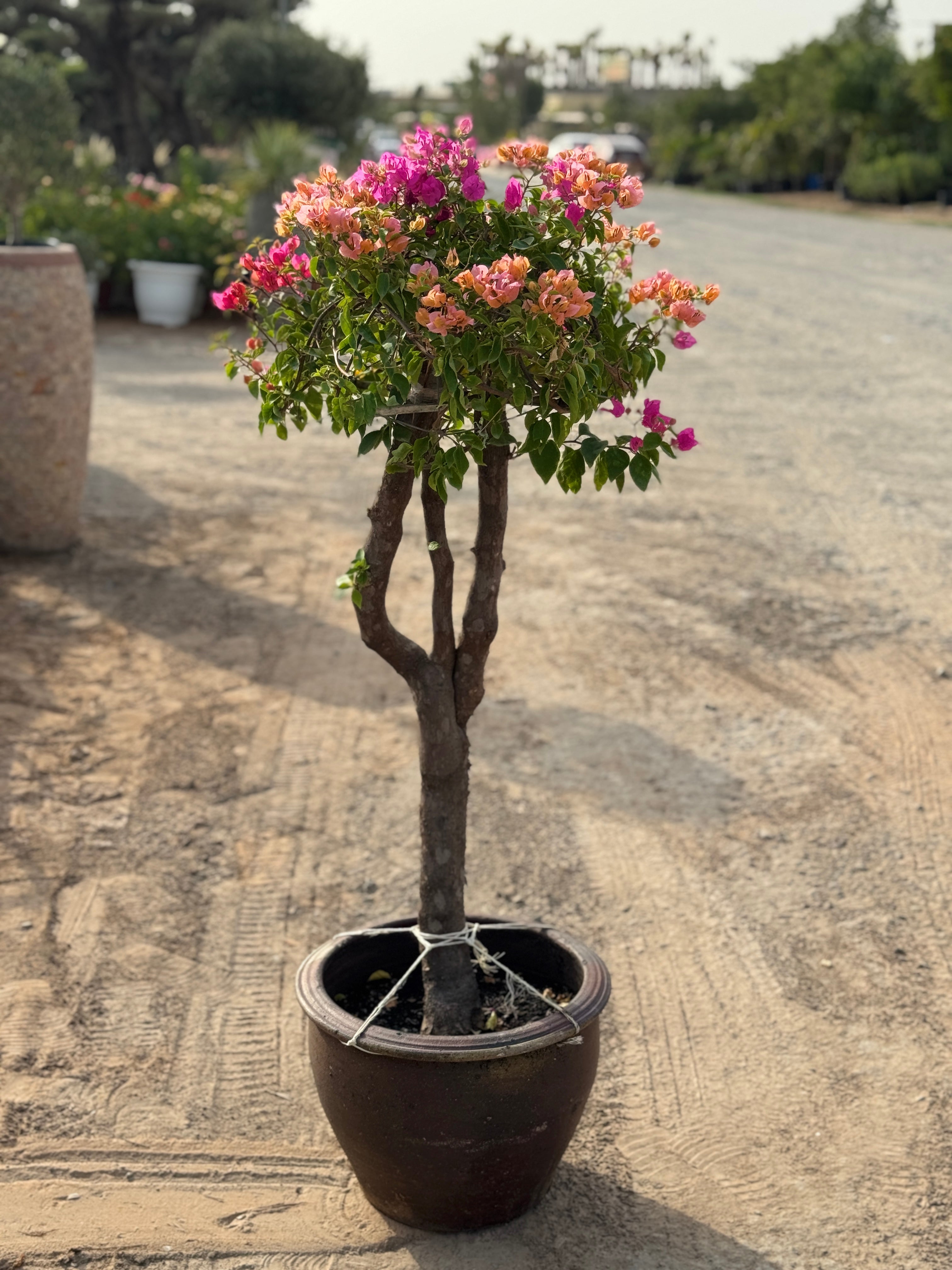 Single Head Bougainvillea - Clay Pot