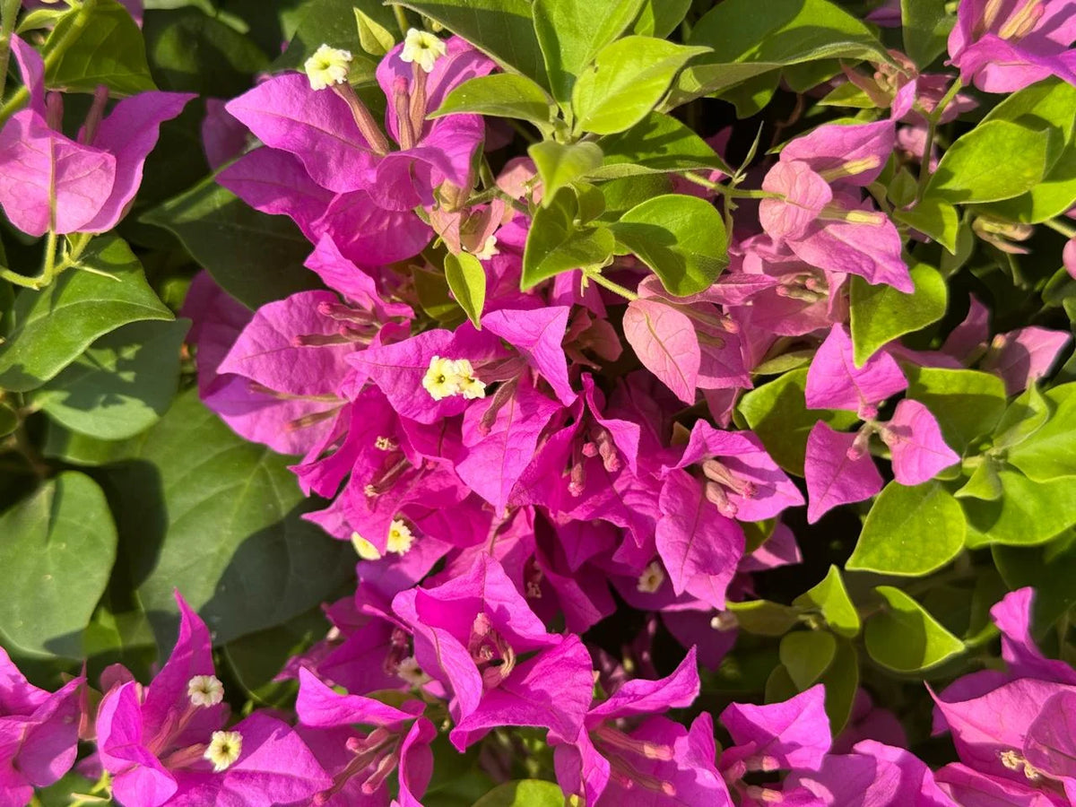 Bougainvillea Mixed Color Plant in Pot
