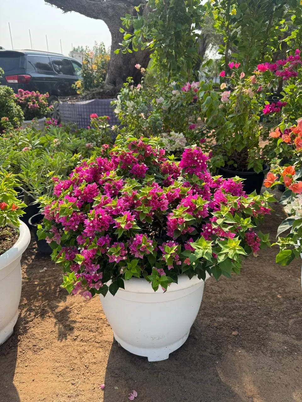Bougainvillea Mixed Color Plant in Pot
