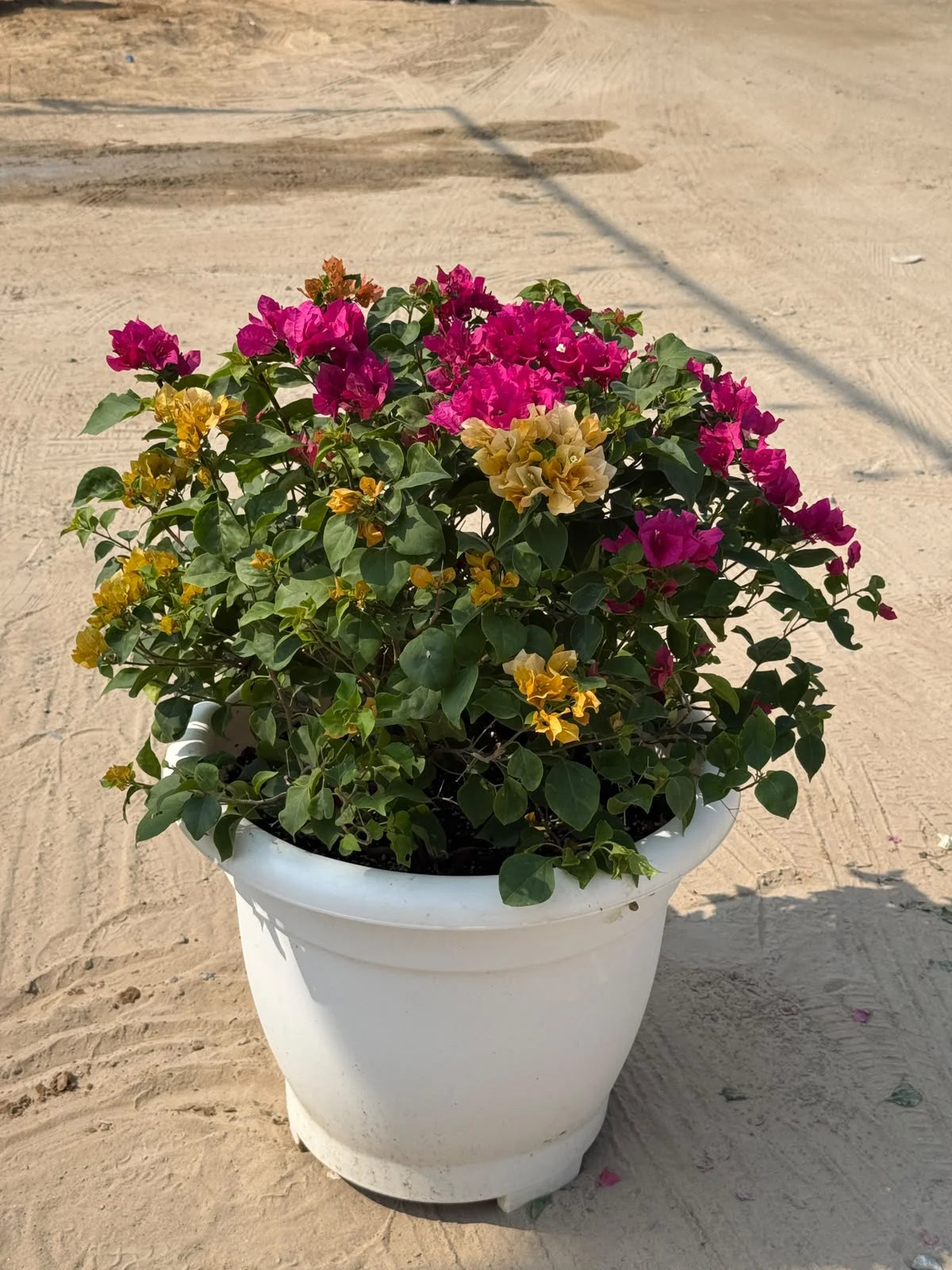 Bougainvillea Mixed Color Plant in Pot
