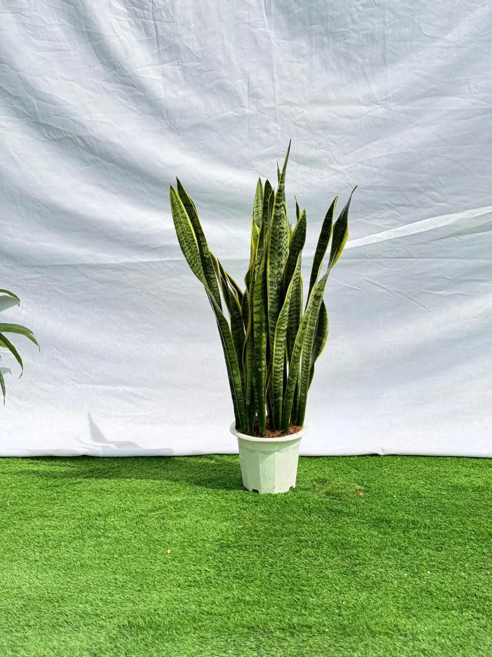 Snake Plant Bushy