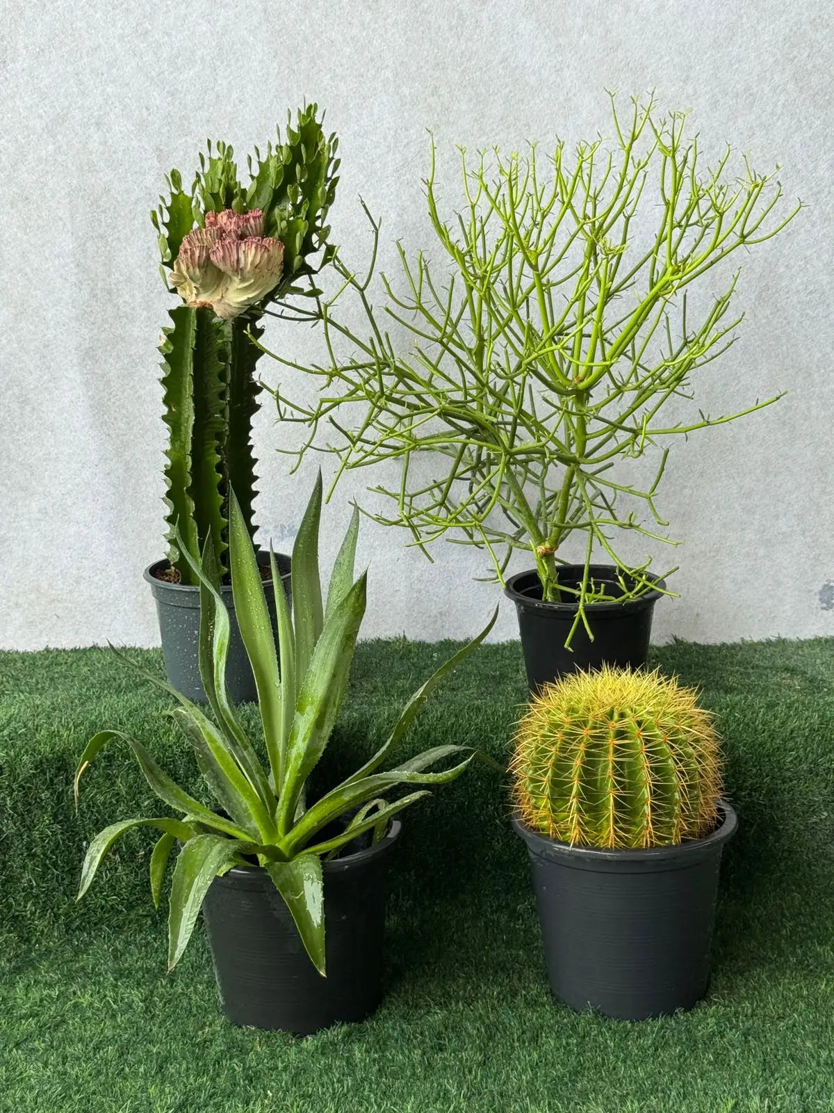 Cactus & Succulent Plants Bundle of 4